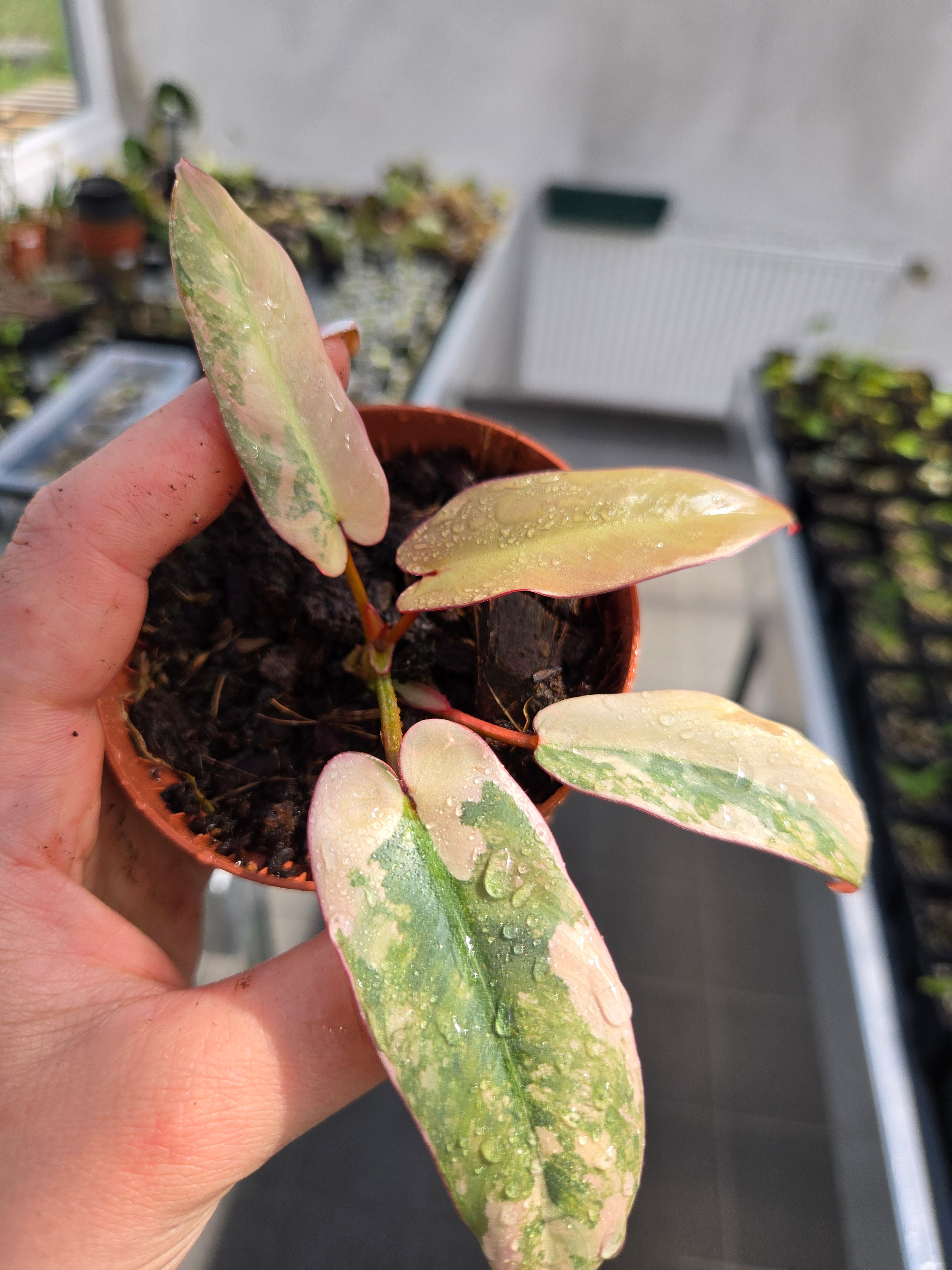 Philodendron Atabapoense Variegata Premium