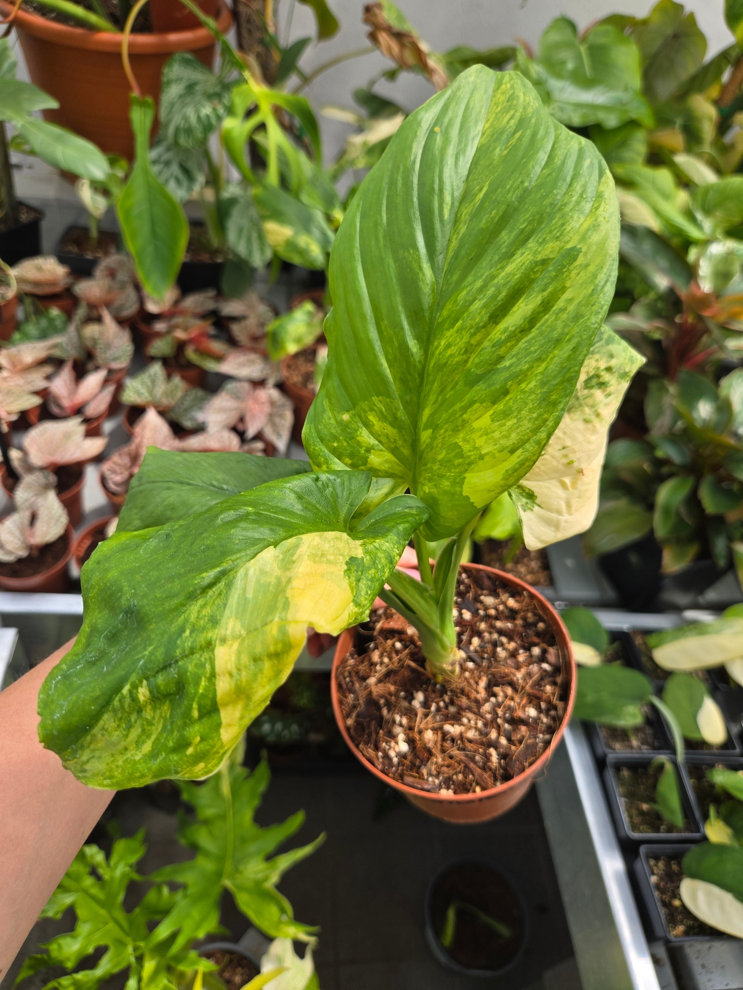 Homalomena Aurea L
