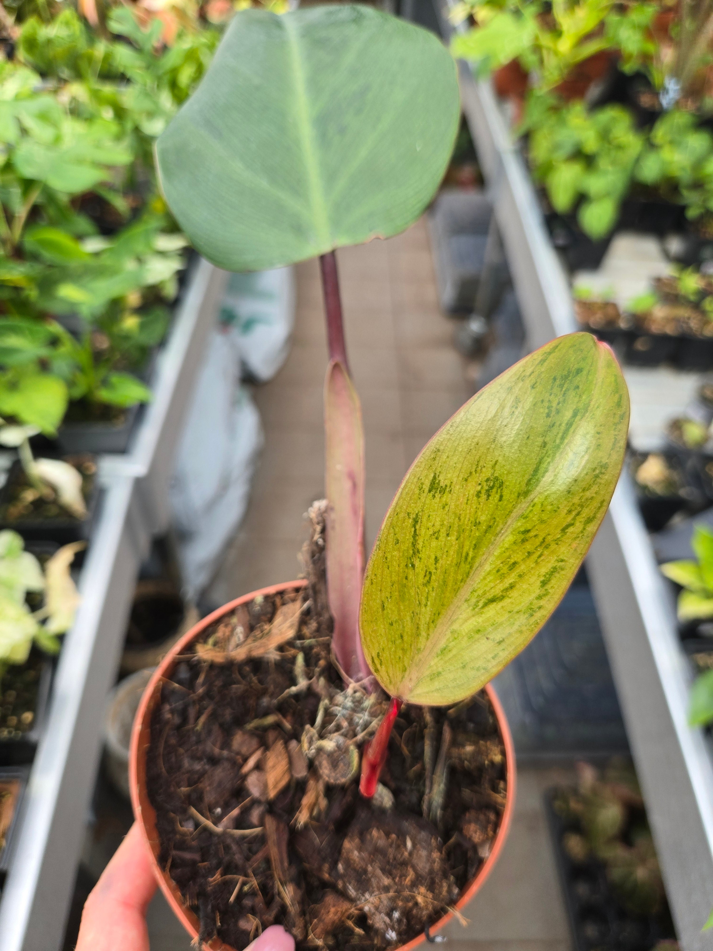 Philodendron Advocado Shake