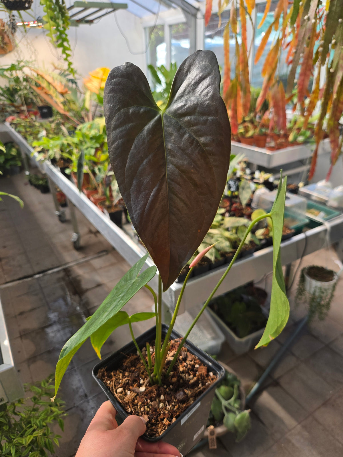 Anthurium Modeanum big
