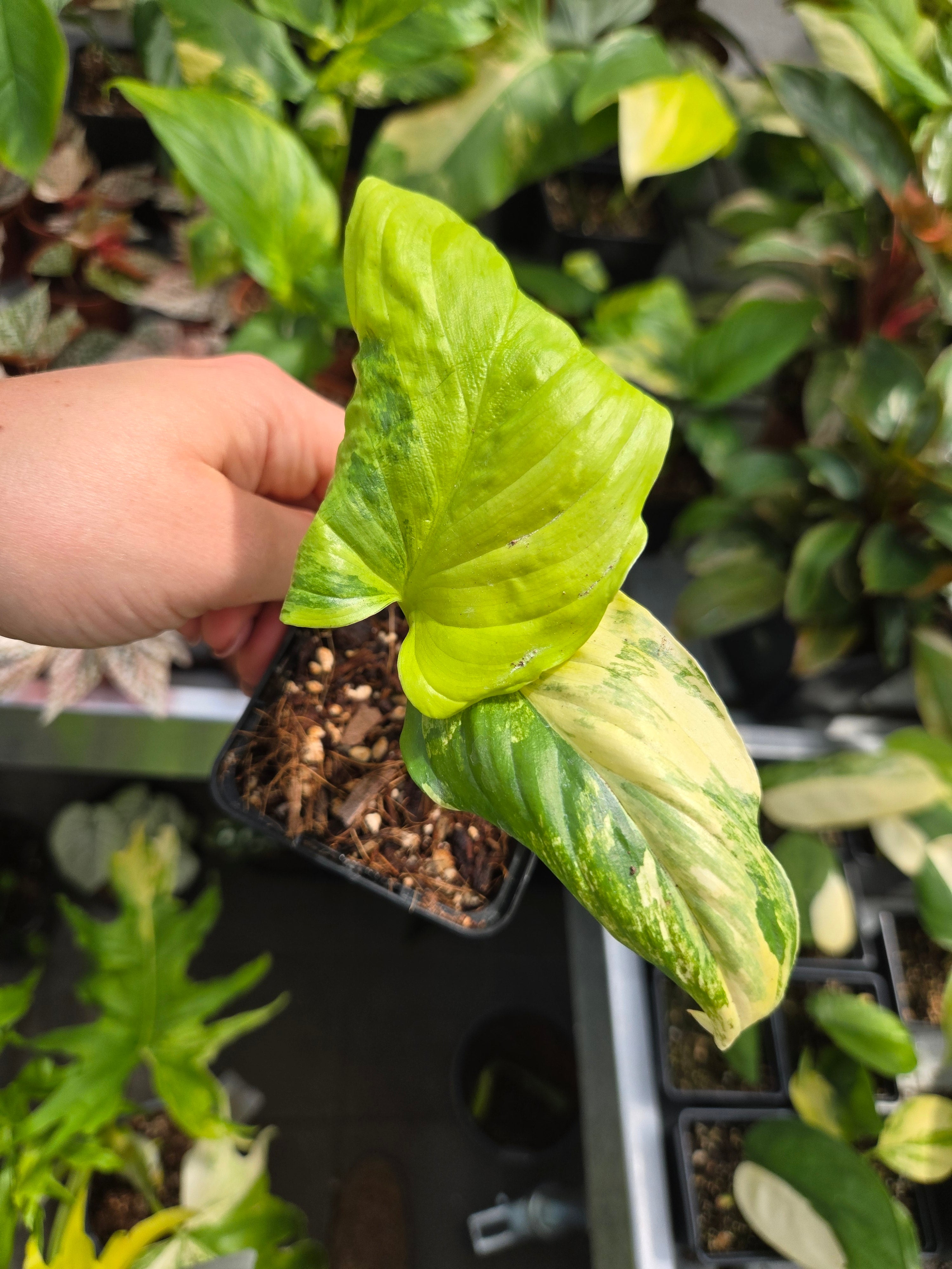 Homalomena Aurea M
