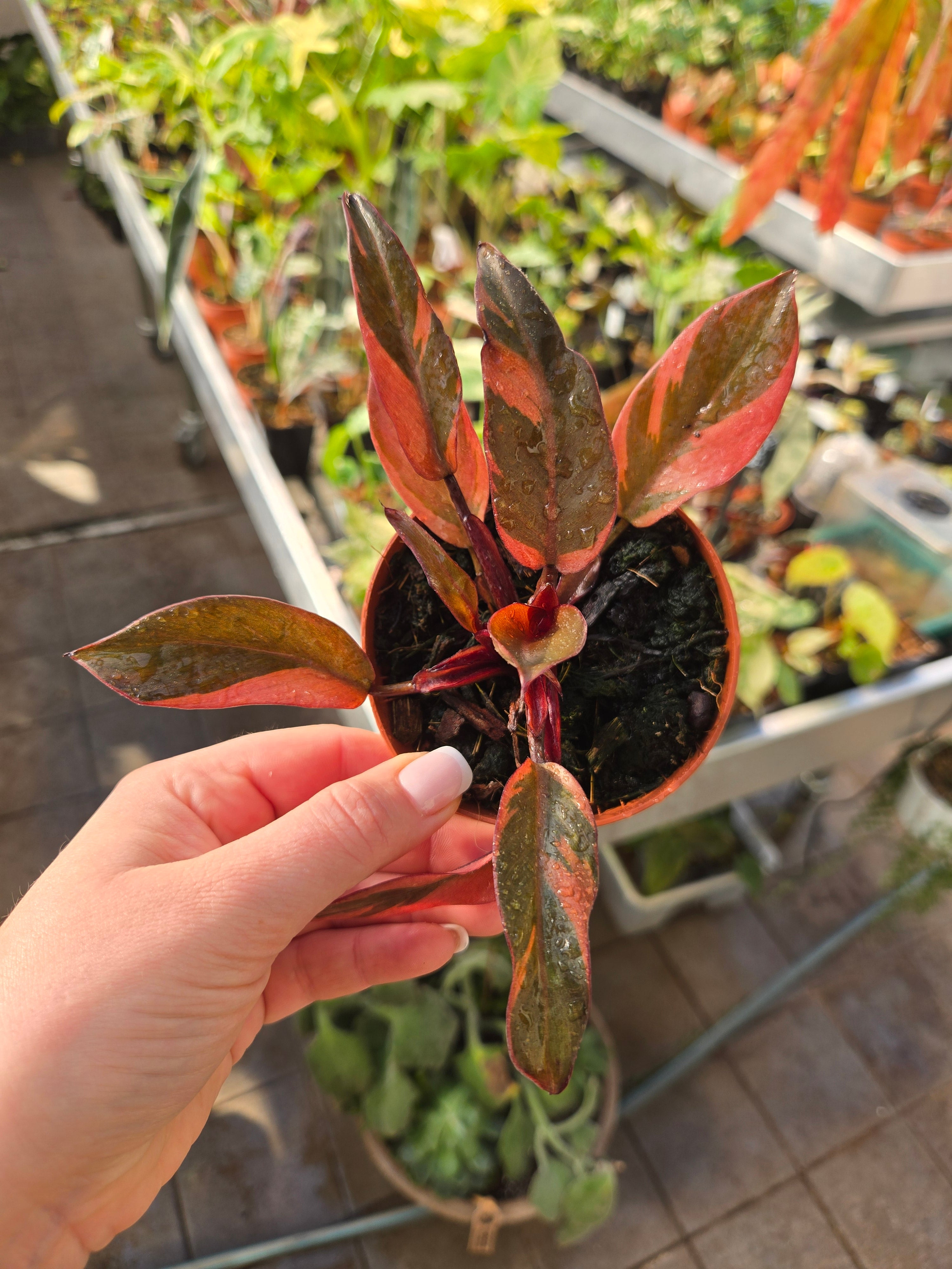 Philodendron Black Cardinal Variegata