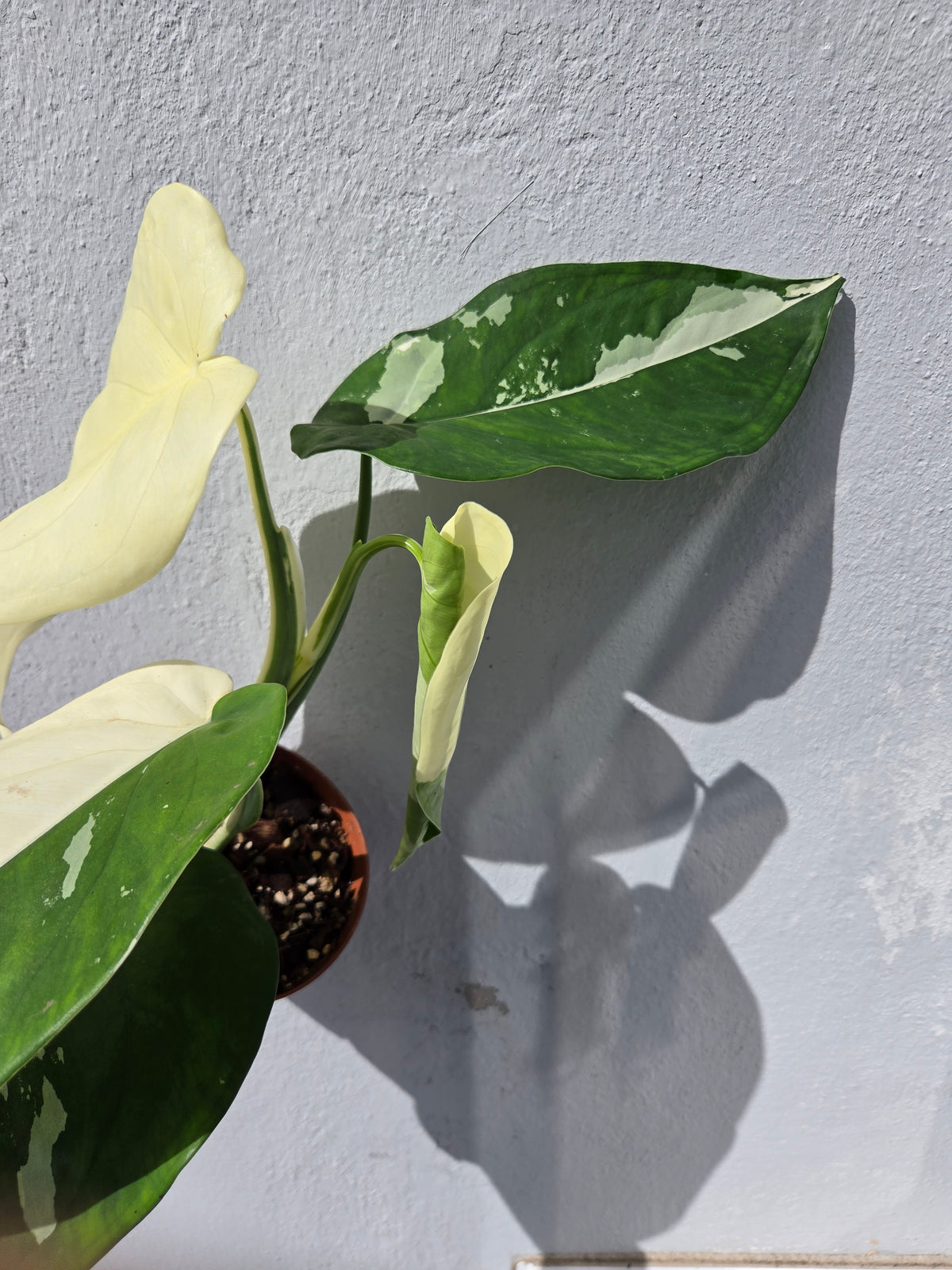 Syngonium Chiampense Albo