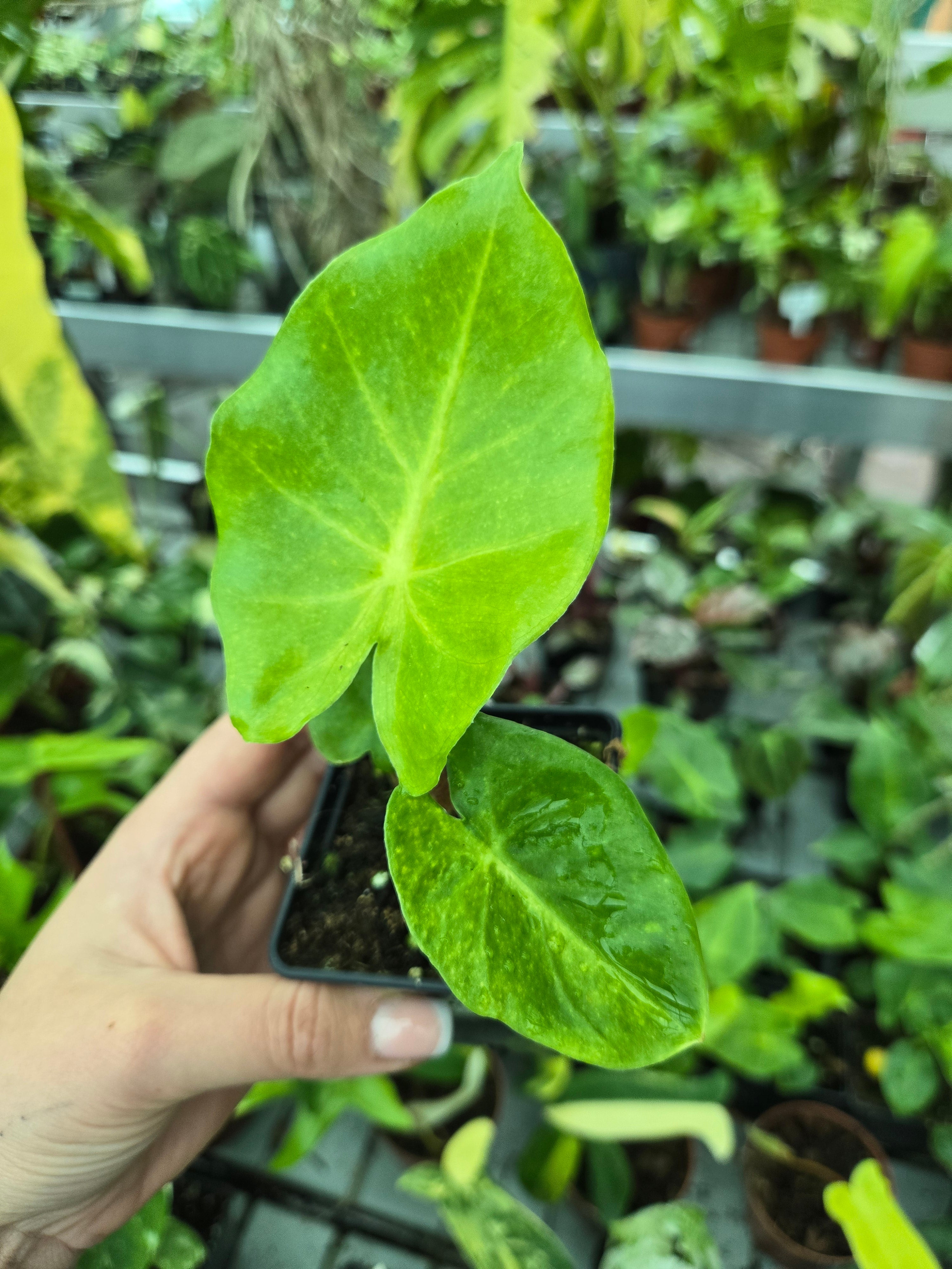 Alocasia New Guinea Gold