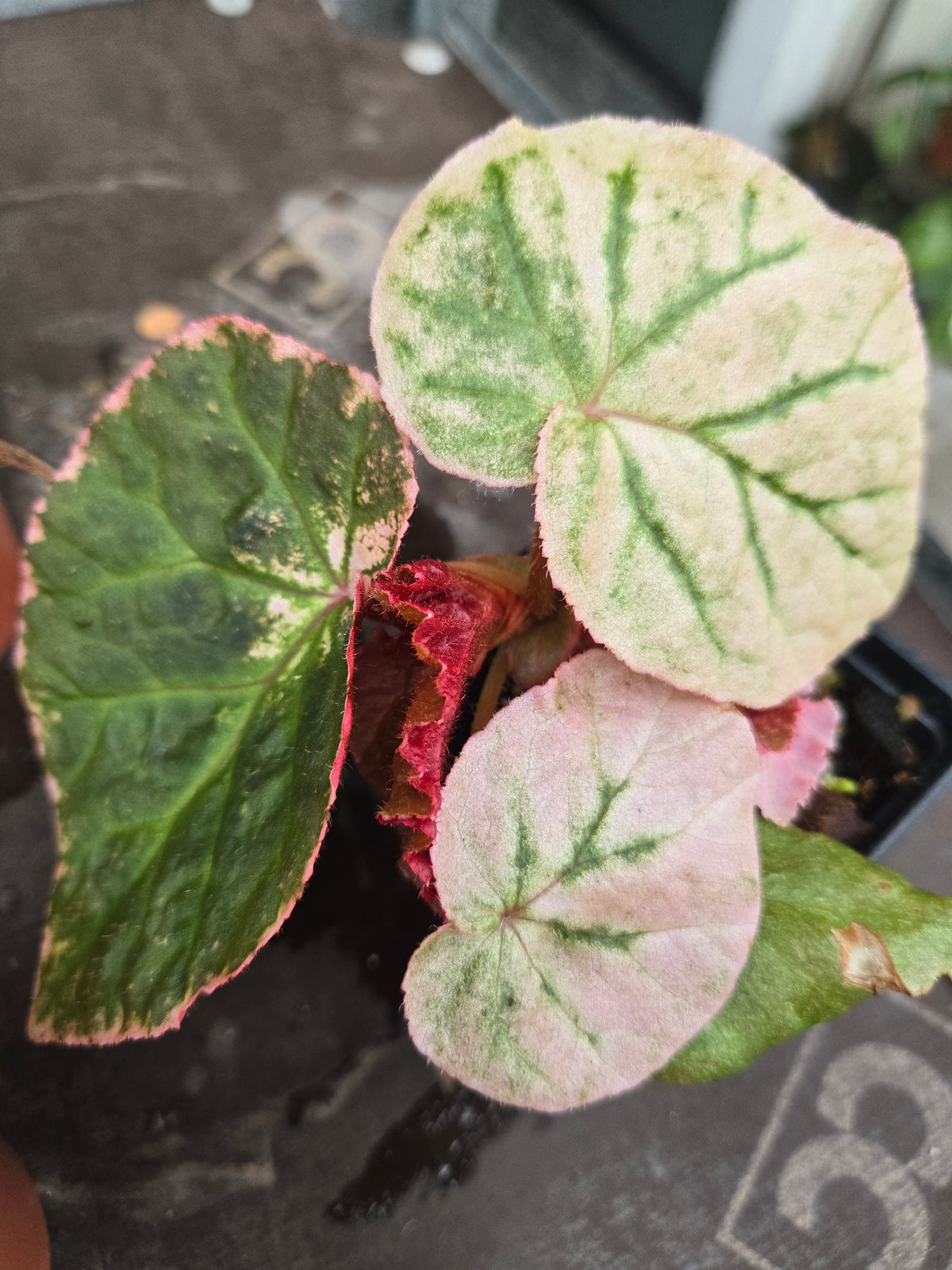 Begonia Midnight Sun Variegated - TC
