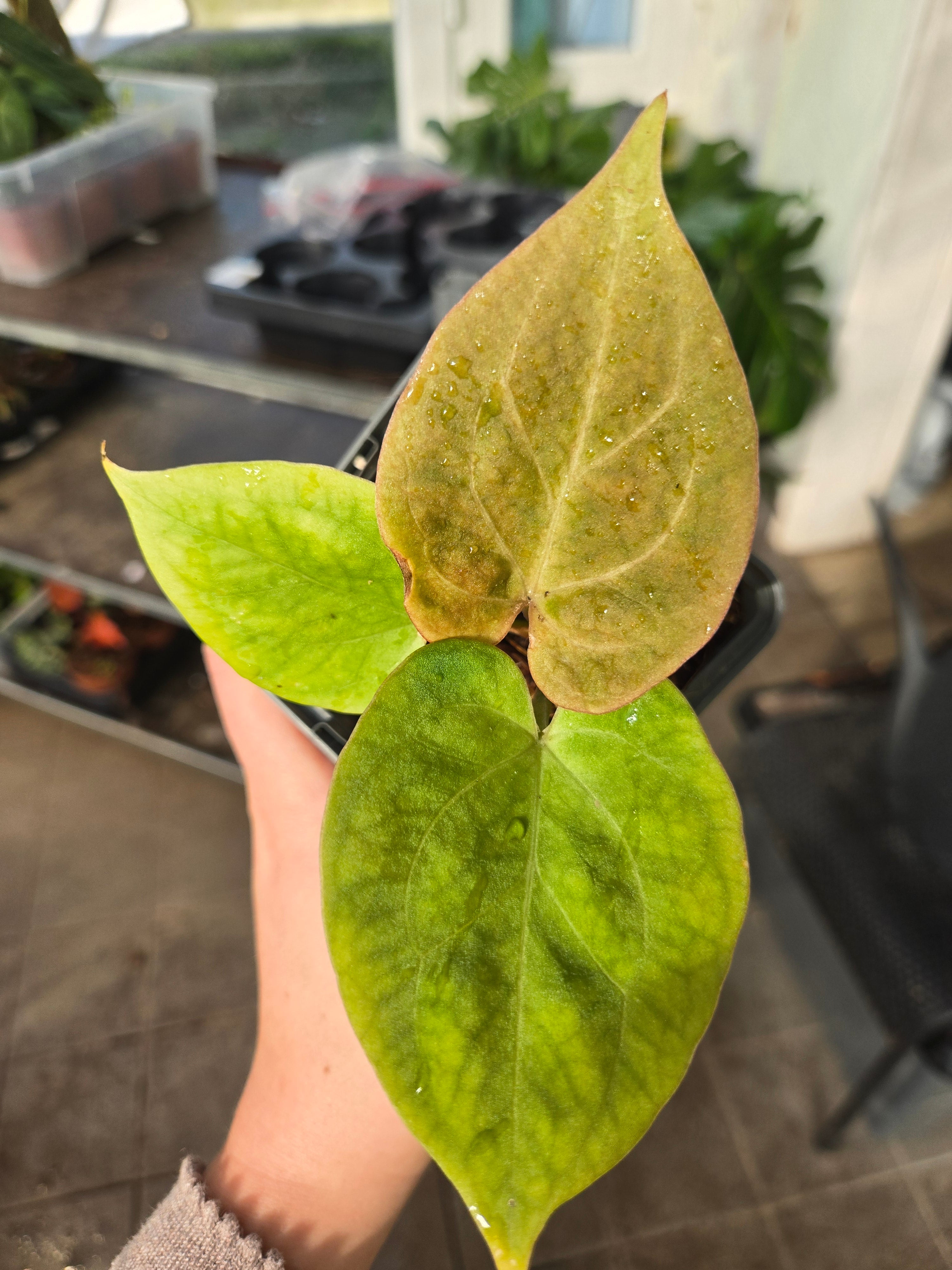 Anthurium King of Spades (KOS) Gold