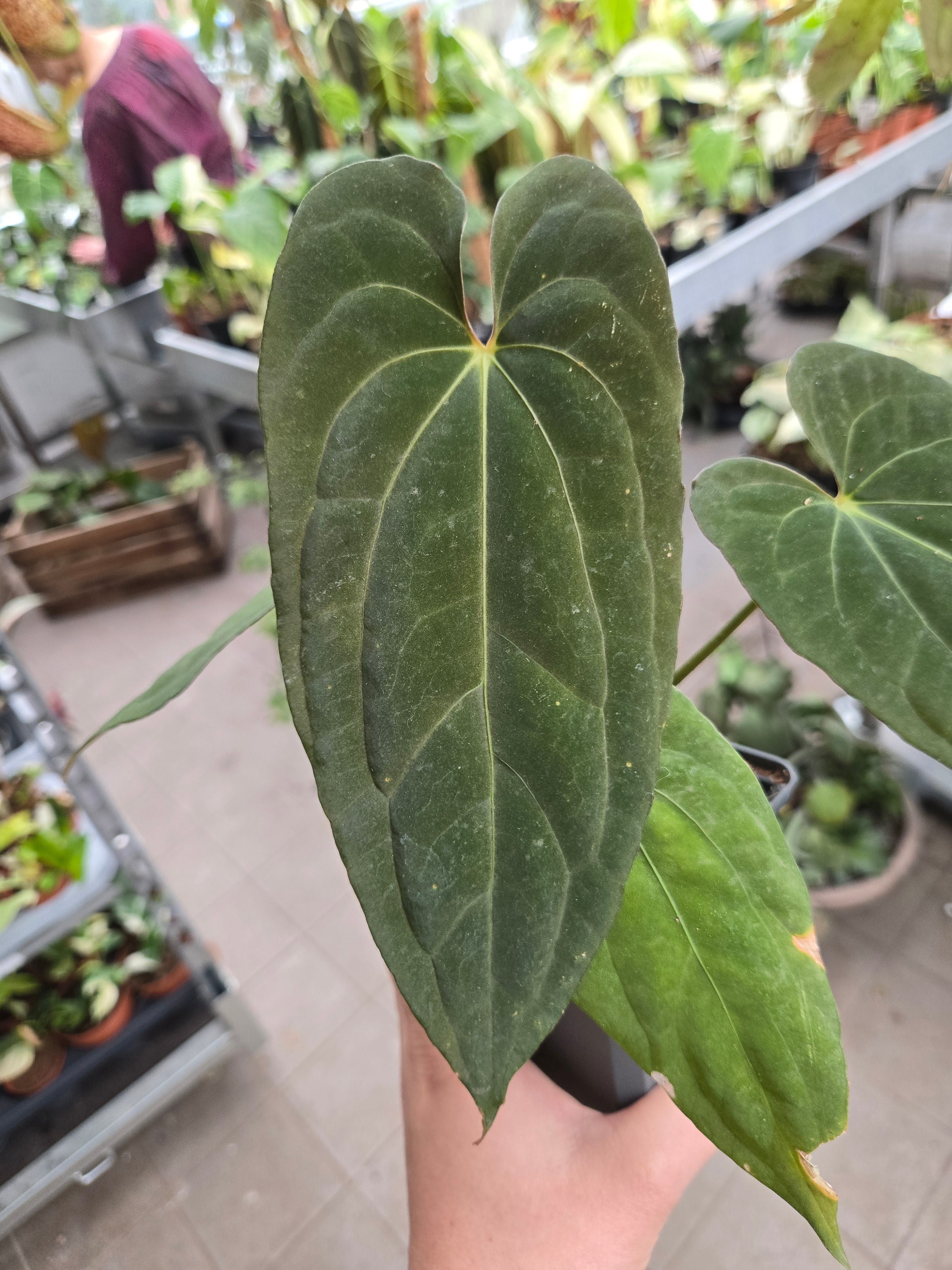 Anthurium Purnama