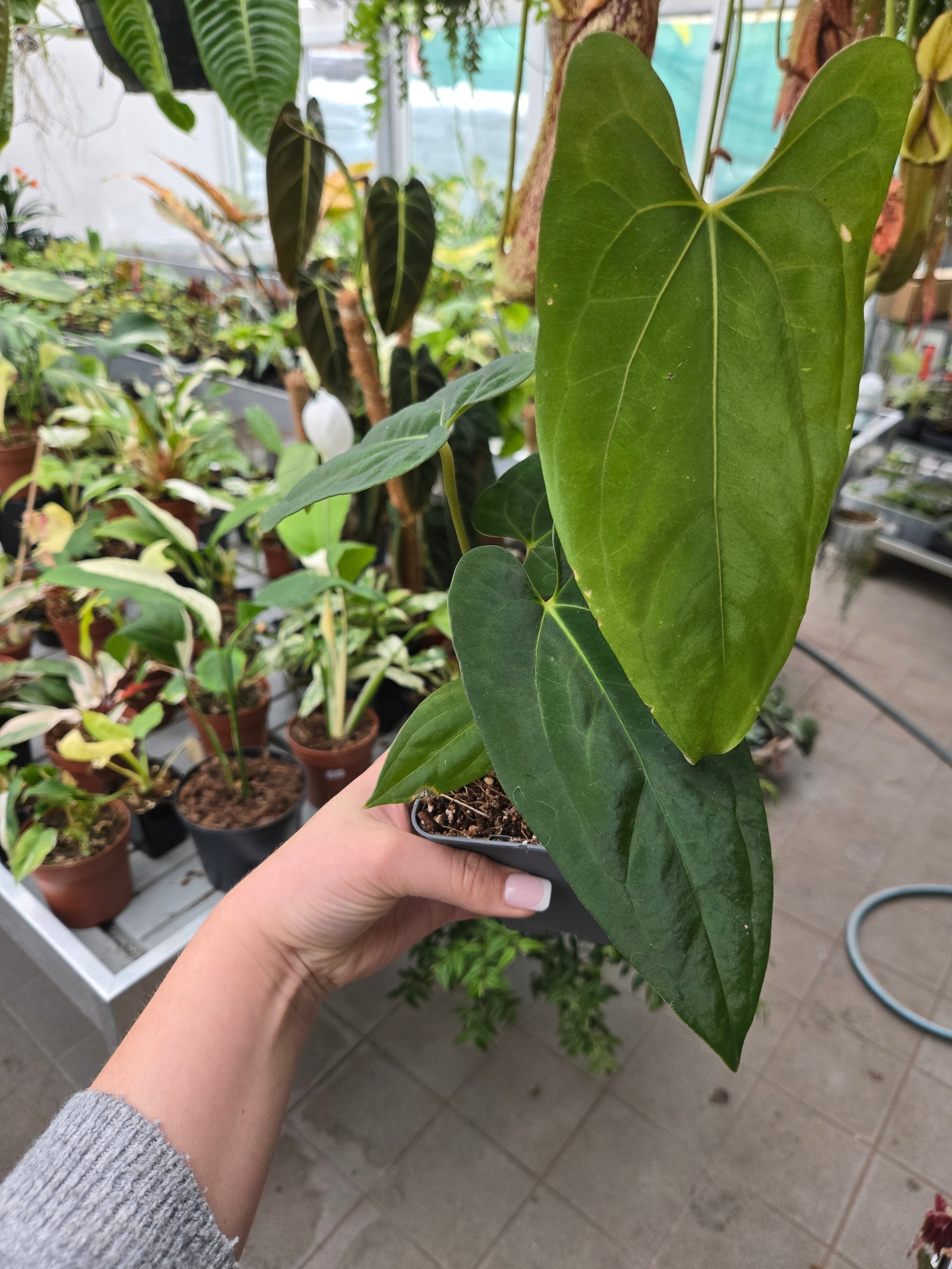 Anthurium AOS x DP x Forttila