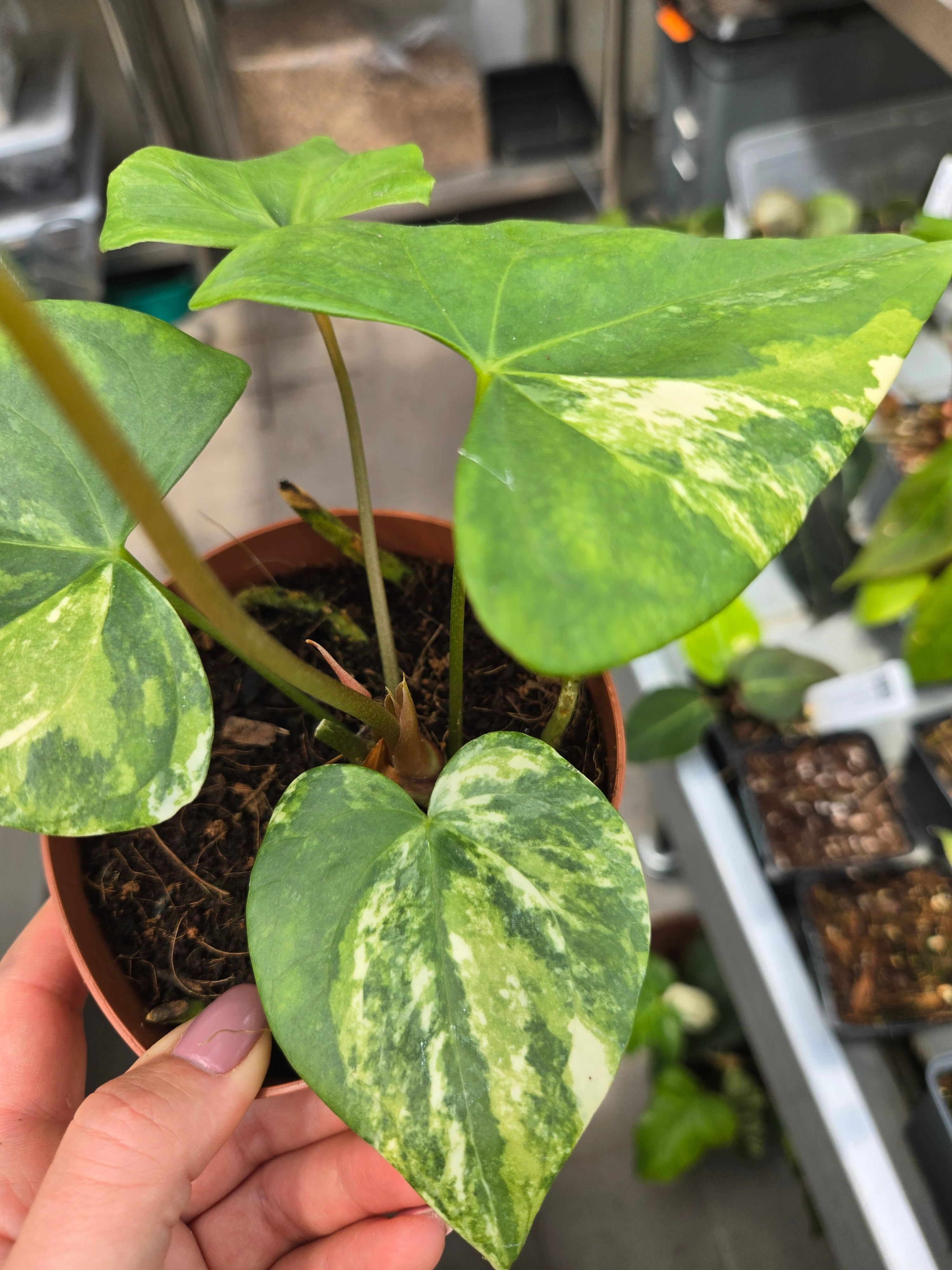 Anthurium Pterodactyl Variegata
