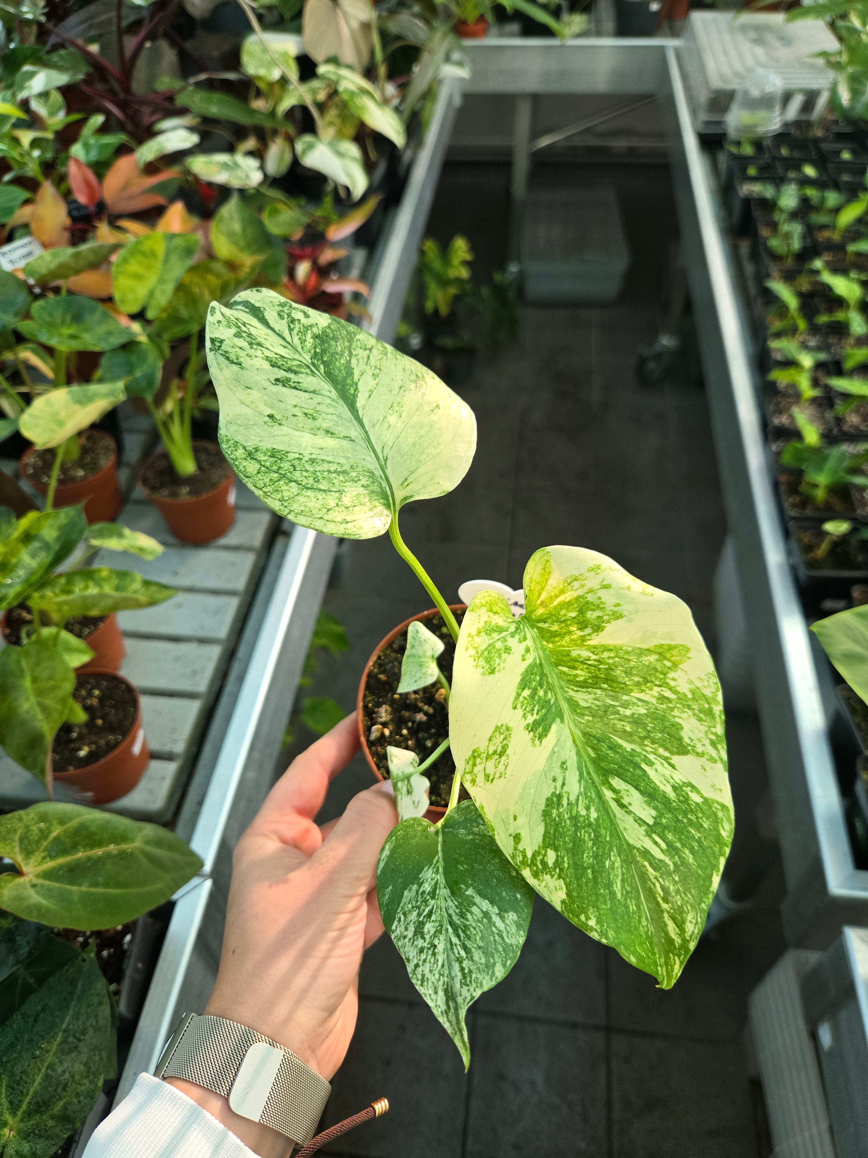Monstera White Monster
