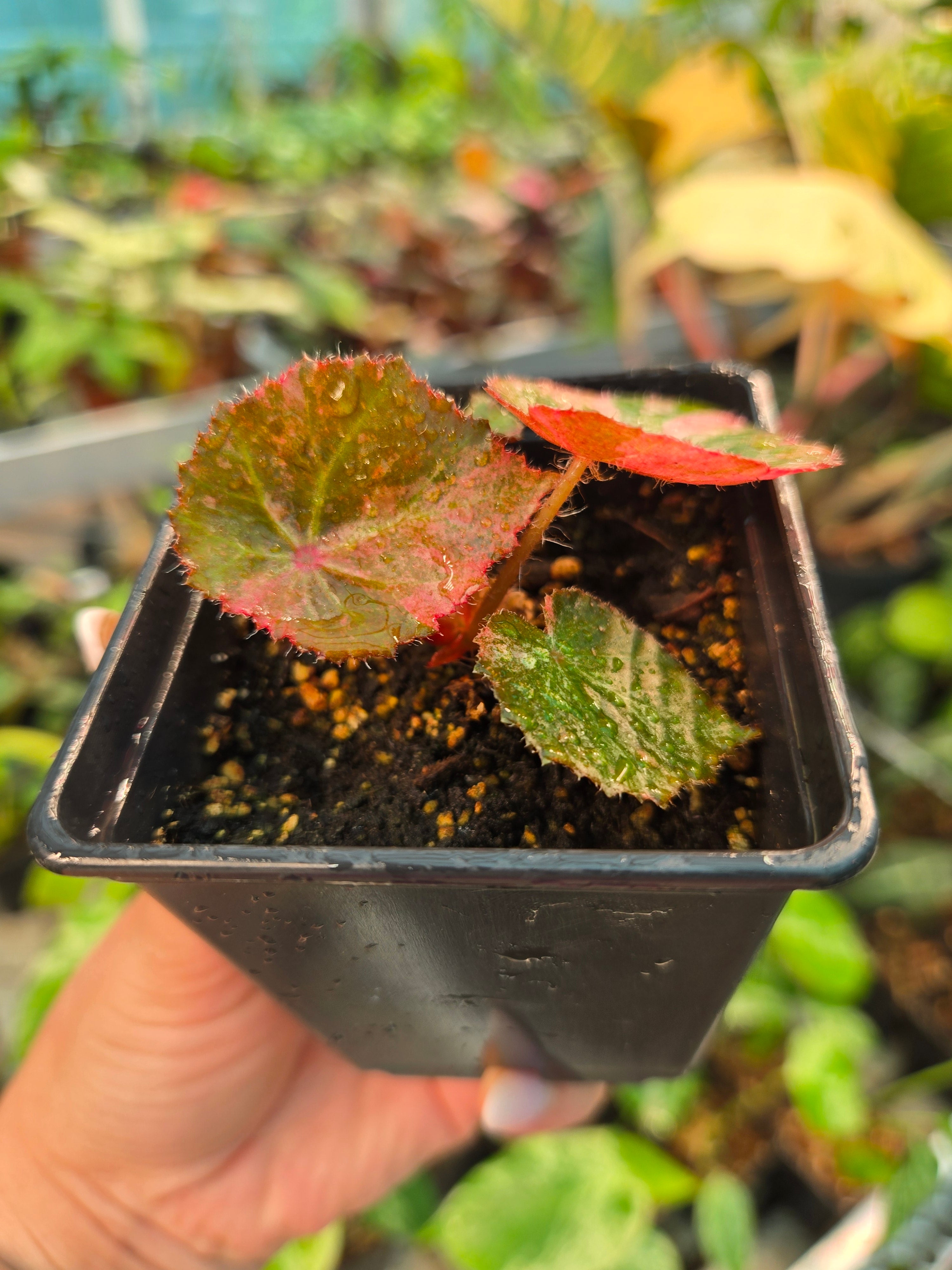 Begonia Pink Rouge variegata