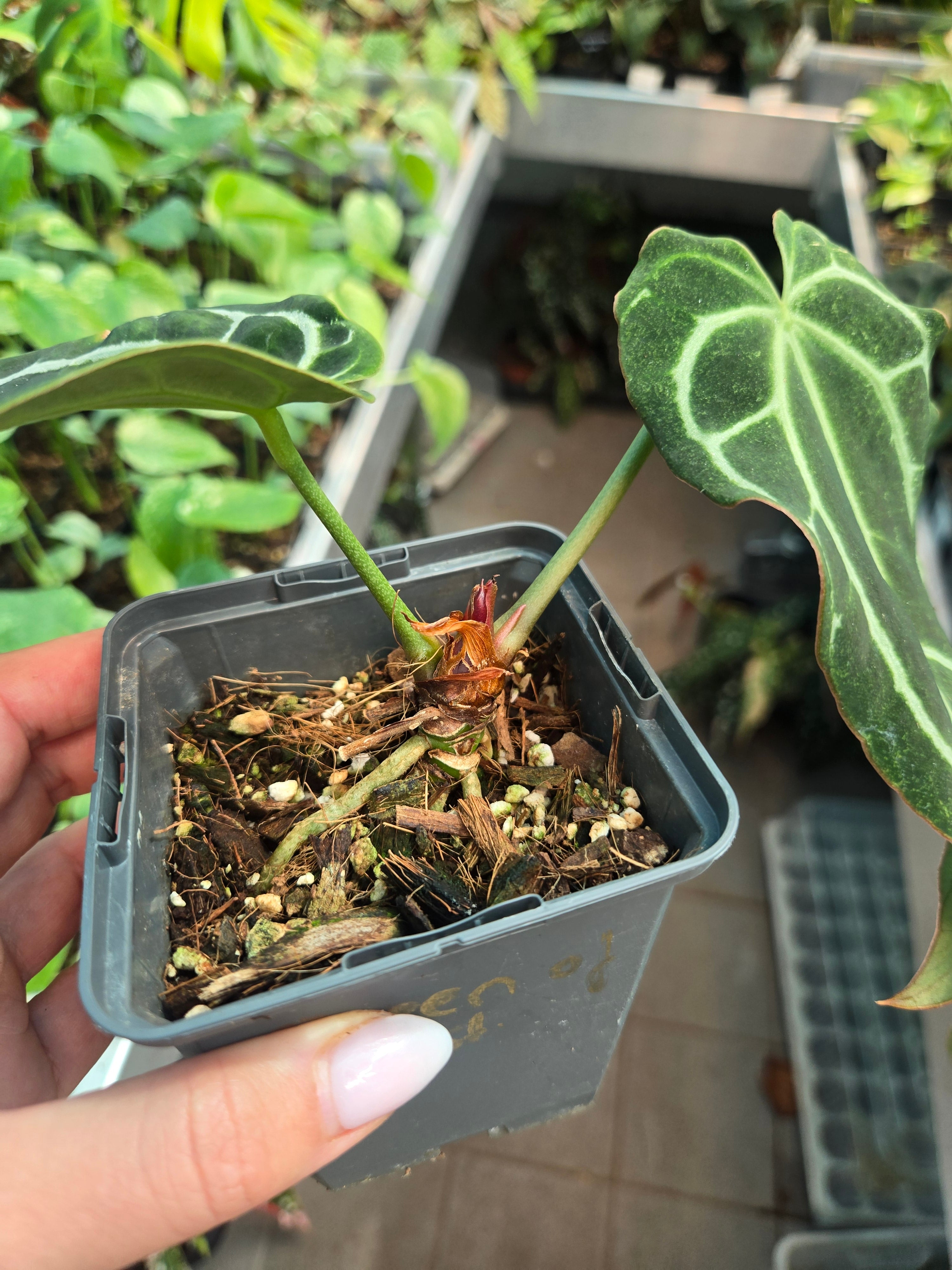 Anthurium Queen of Crystallinum-Sadplant