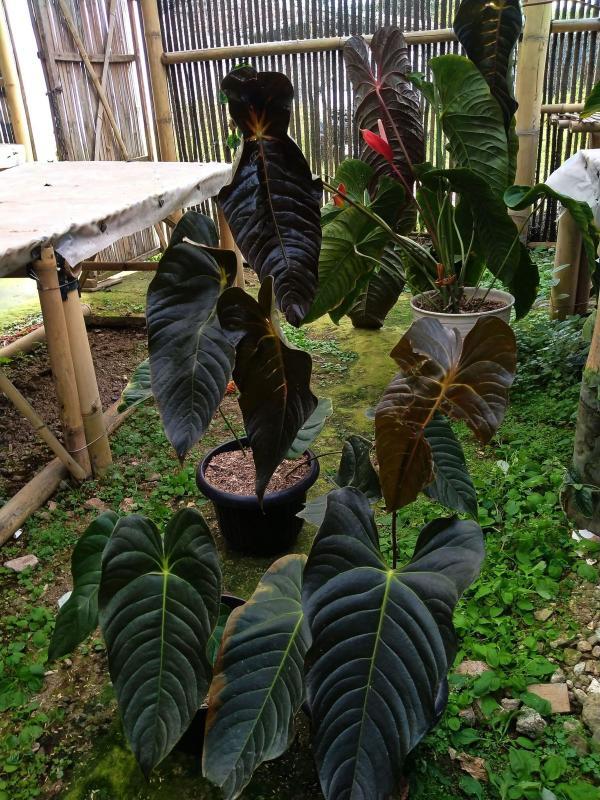 Anthurium Veitchii Black