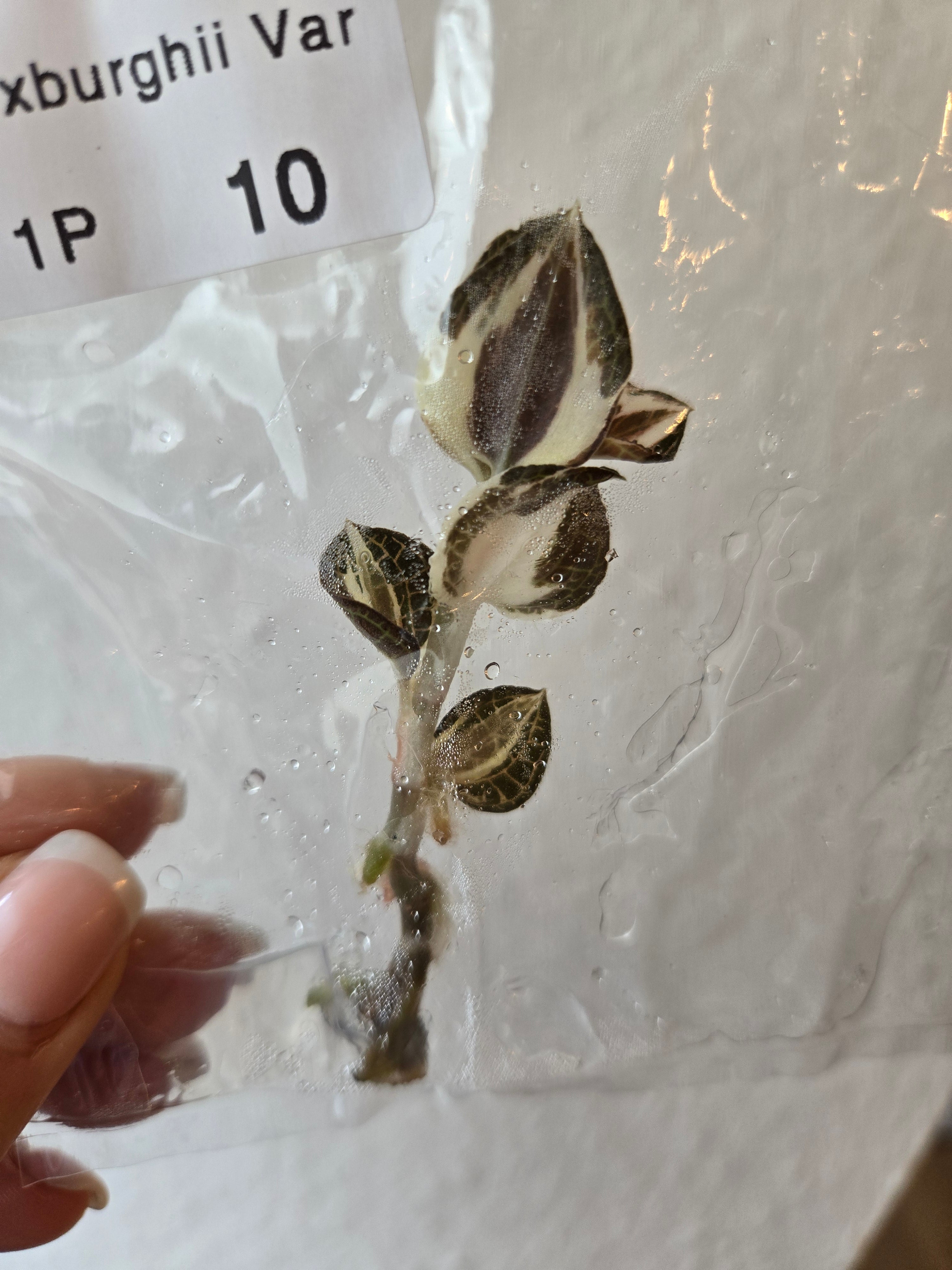 Anoectochilus Roxburghii Variegated - TC