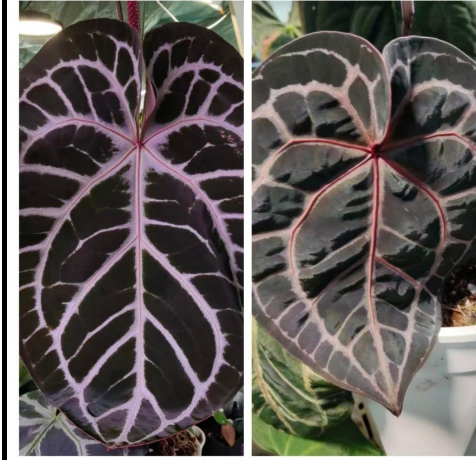 Anthurium Red Crystallinum (Zara x michelle)x Fantasy - TC