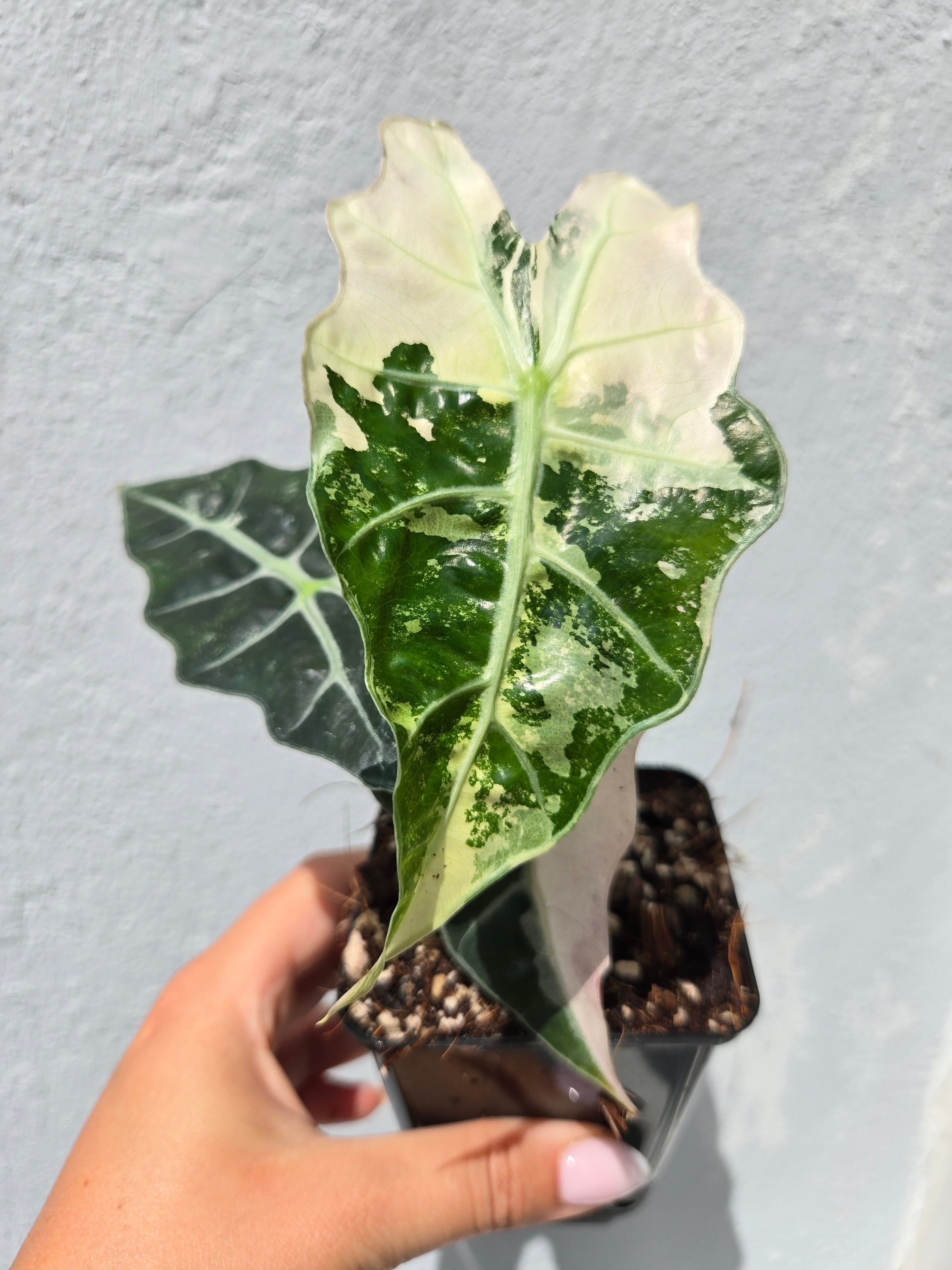 Alocasia Polly Pink