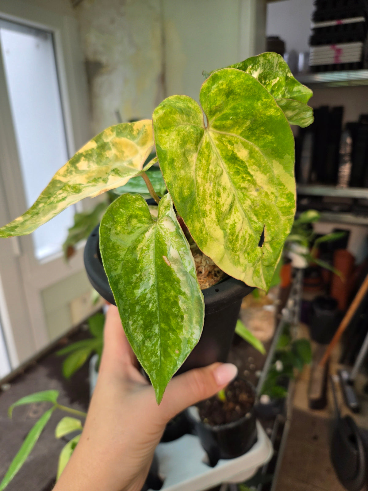 Anthurium Papillianum Variegated x Michelle