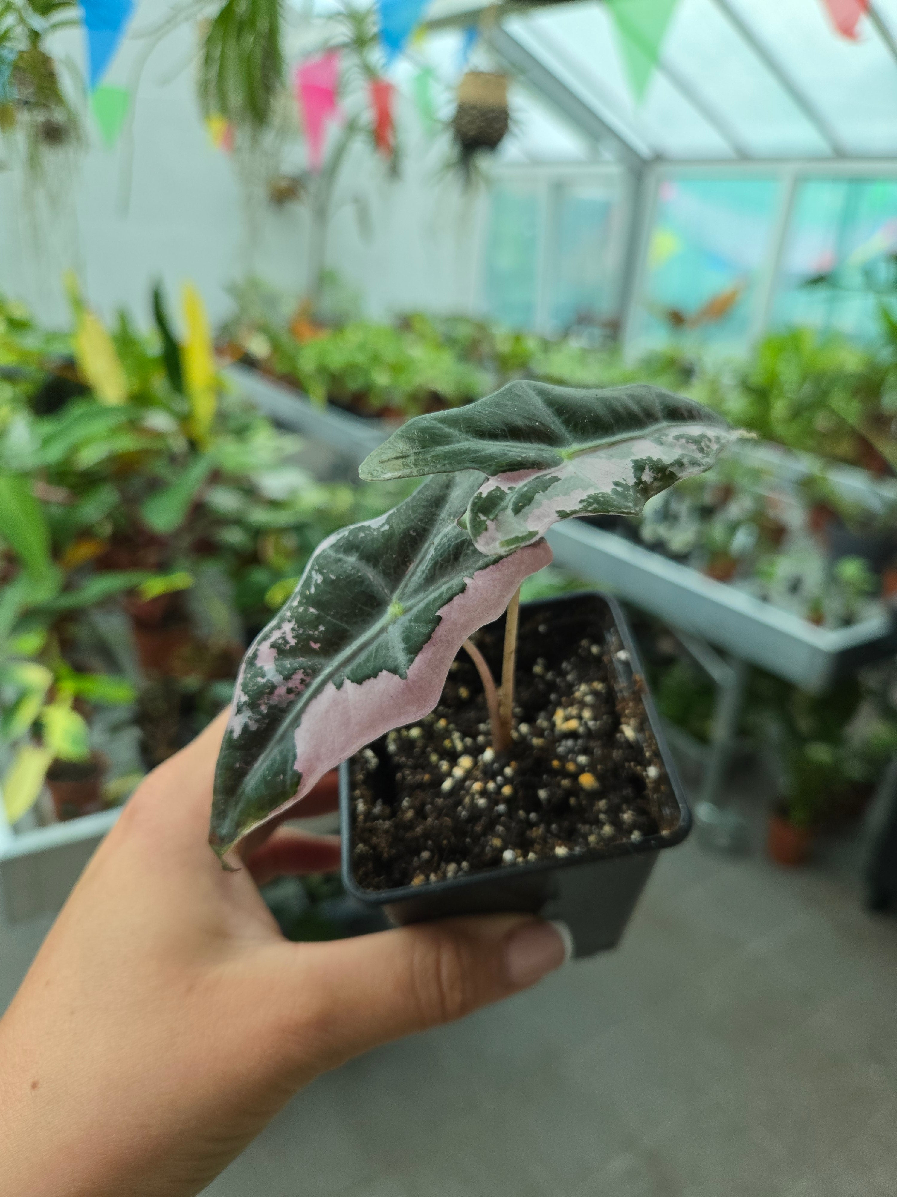 Alocasia Nobilis Pink Variegata