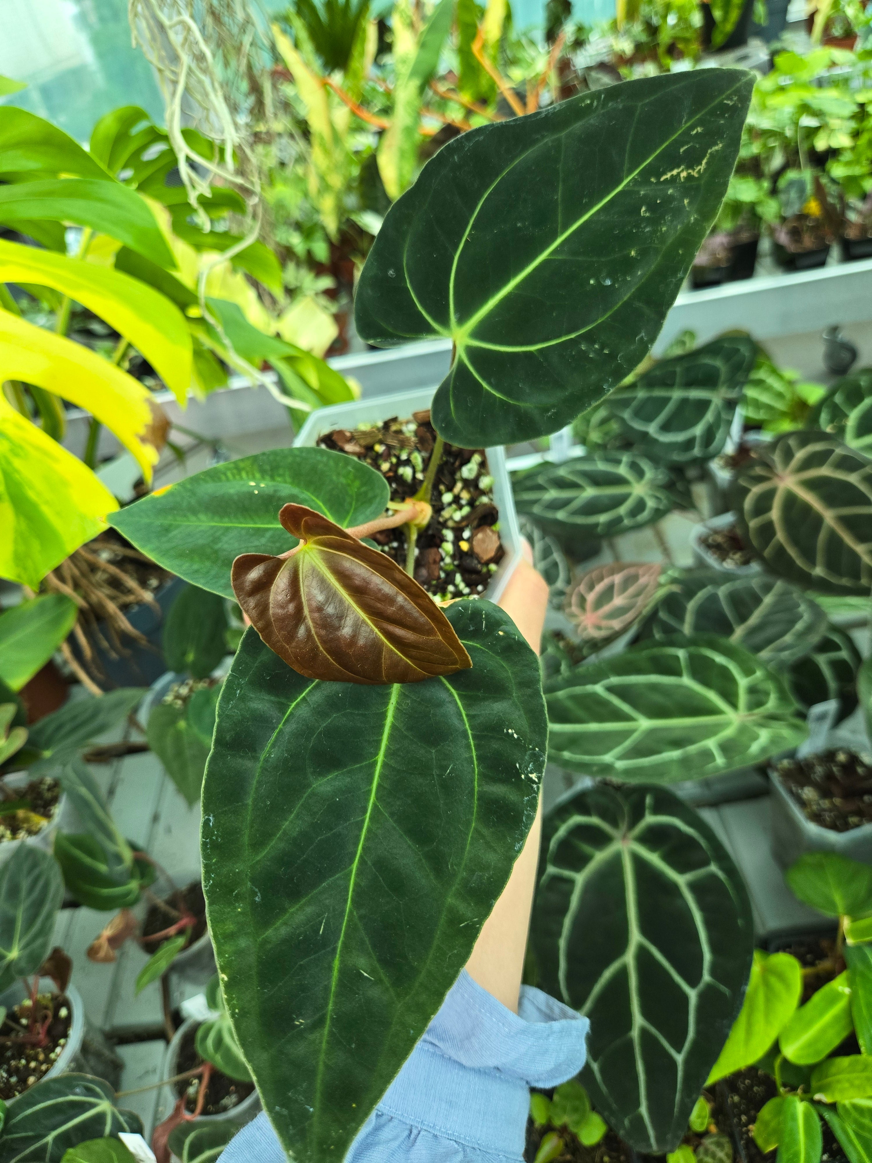 Anthurium Papillilaminum 'Gatorbod' x besseae aff