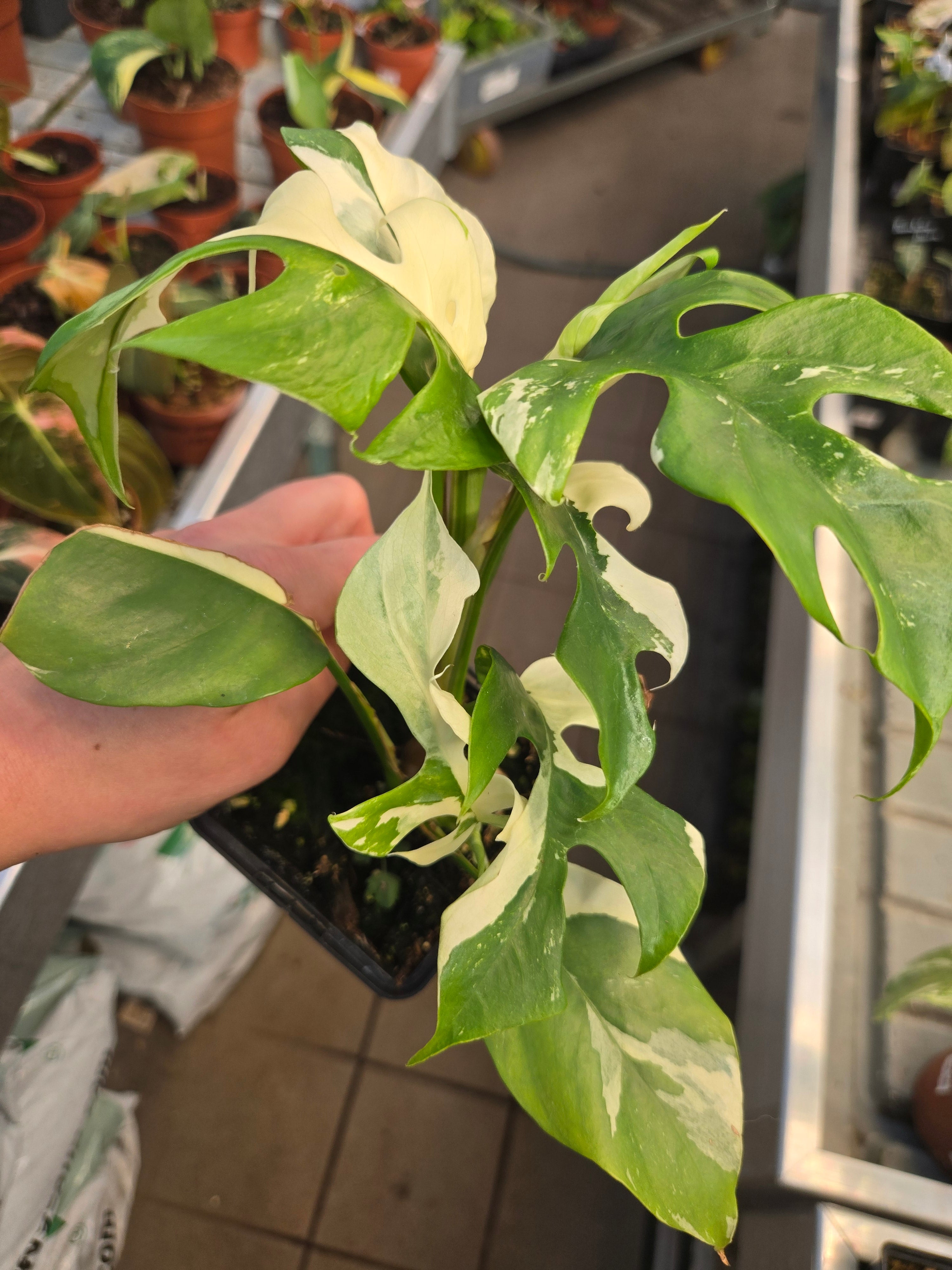 Rhaphidophora tetrasperma Albo big