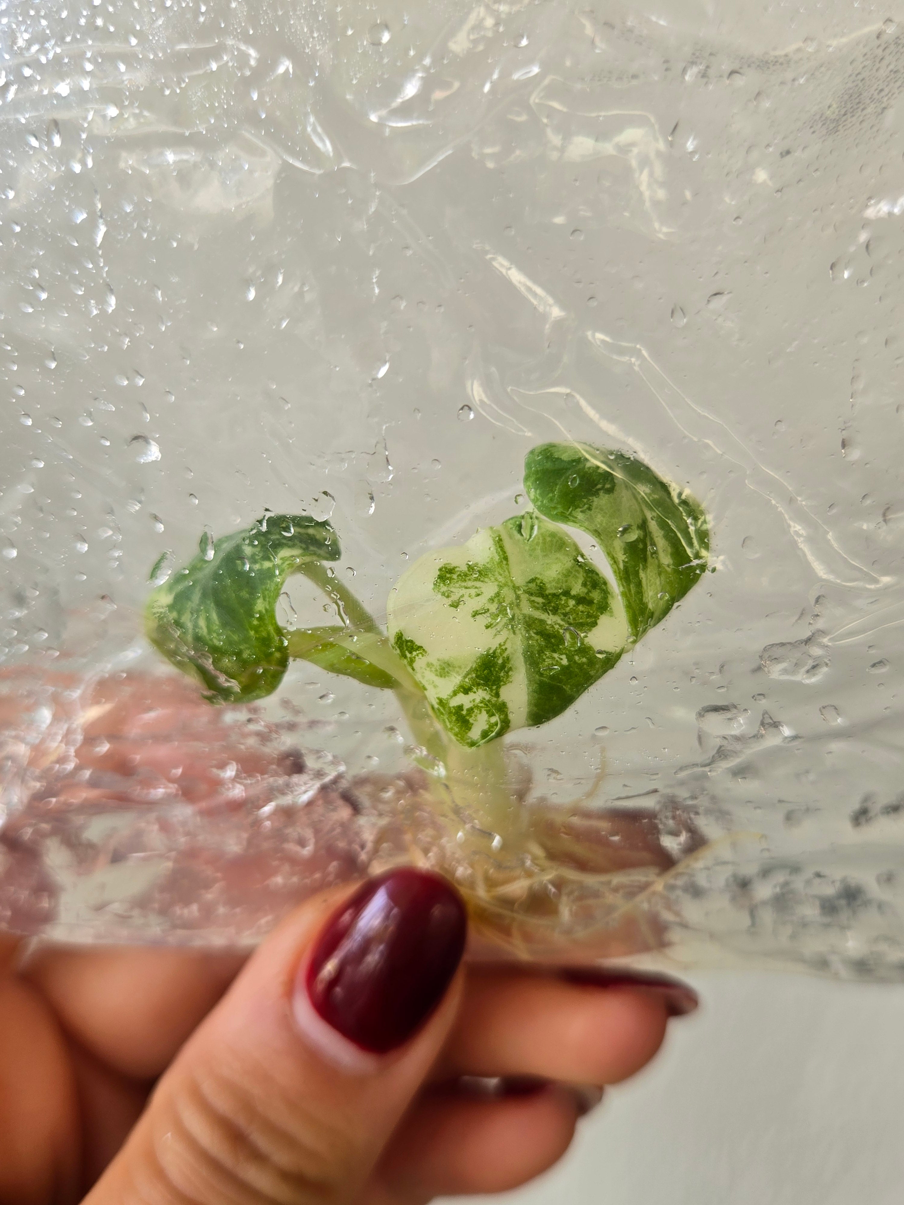 Alocasia Ninja Albo (echte) -TC