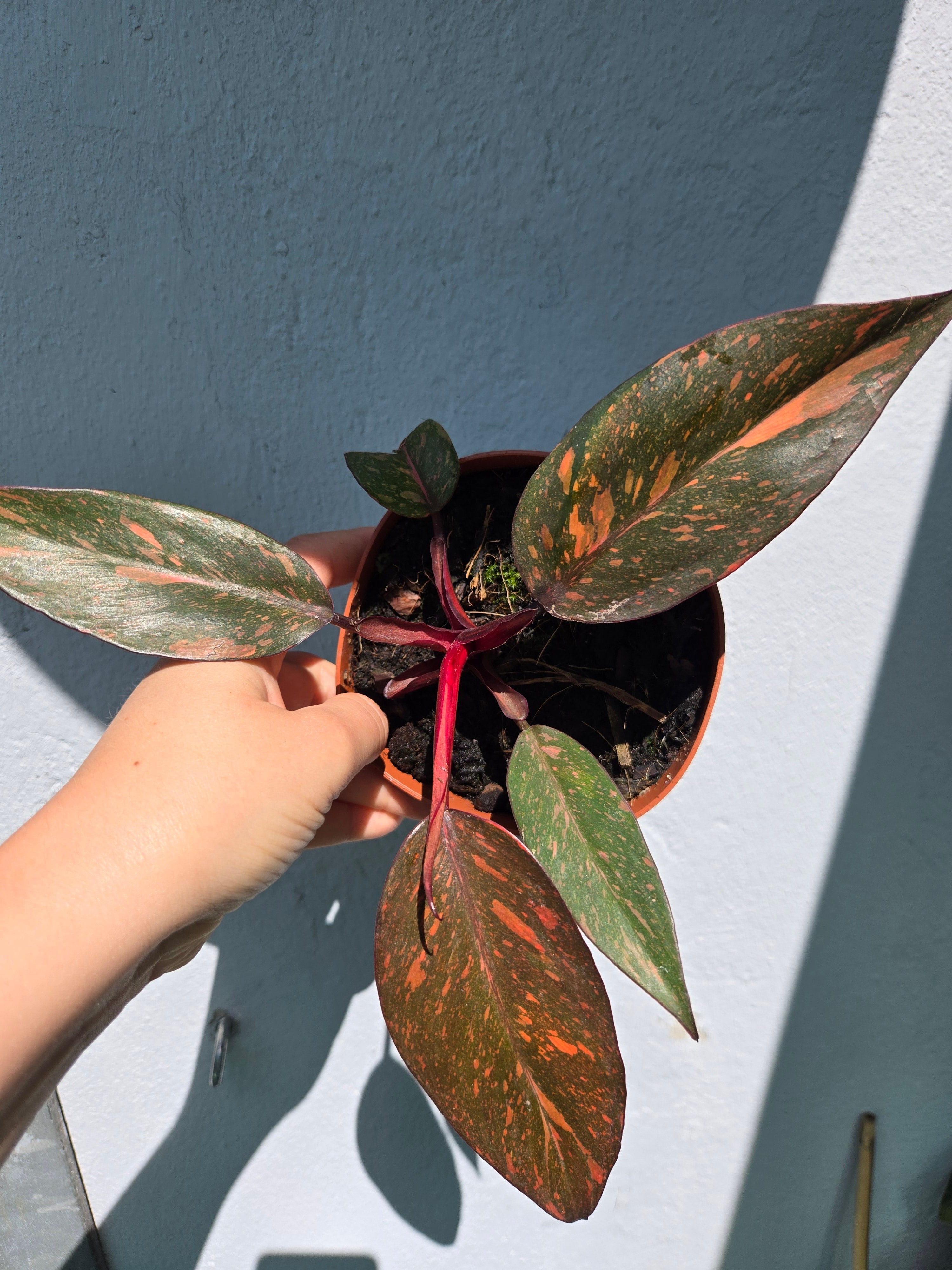 Philodendron Orange Princess Galaxy