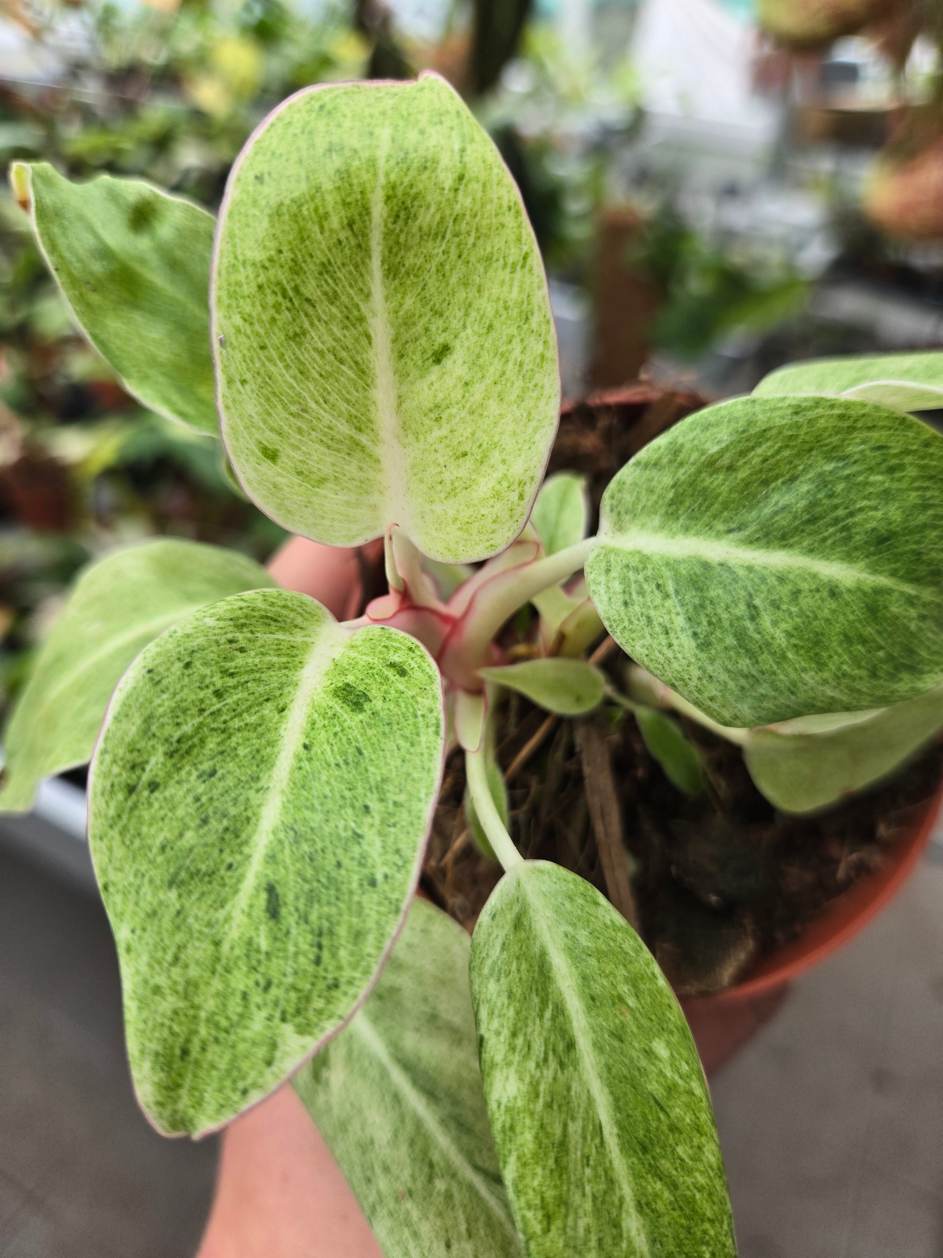 Philodendron noID