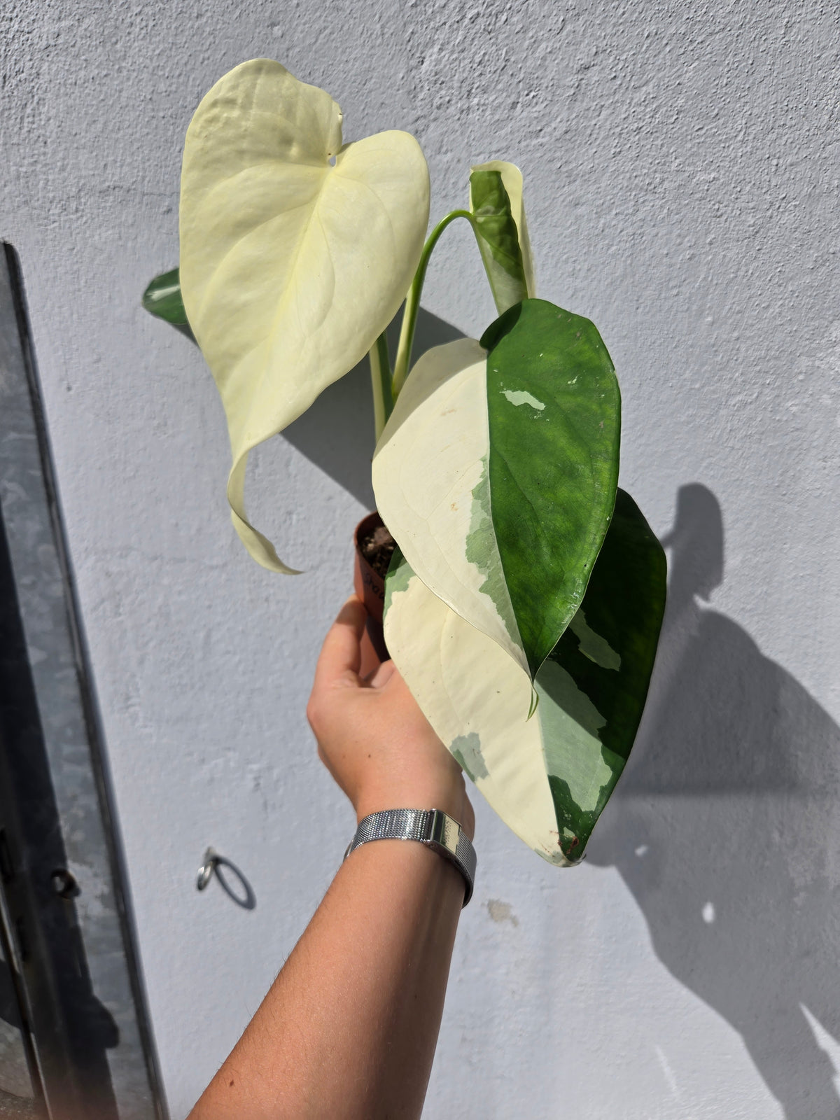 Syngonium Chiampense Albo