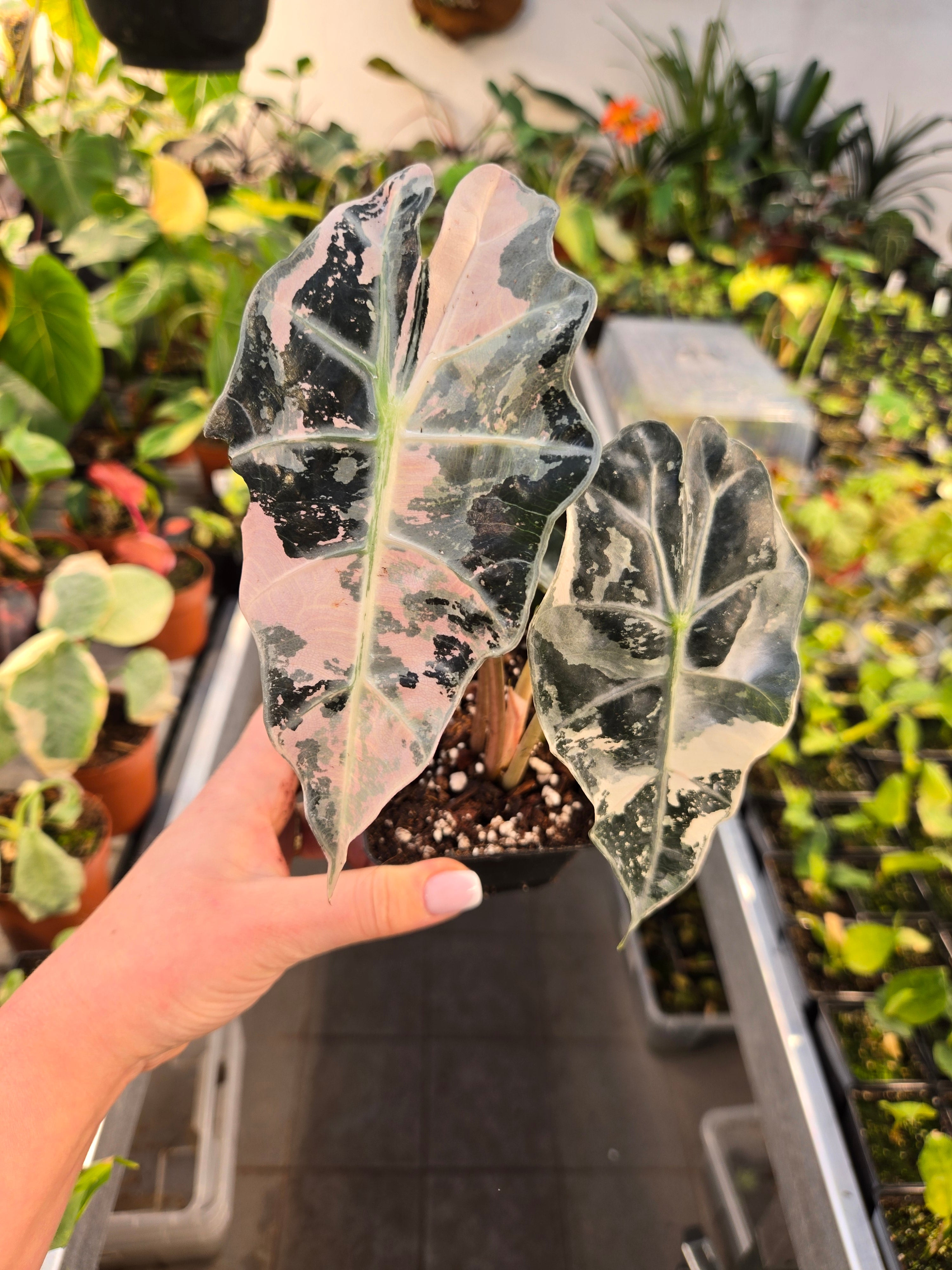 Alocasia Polly Pink Premium