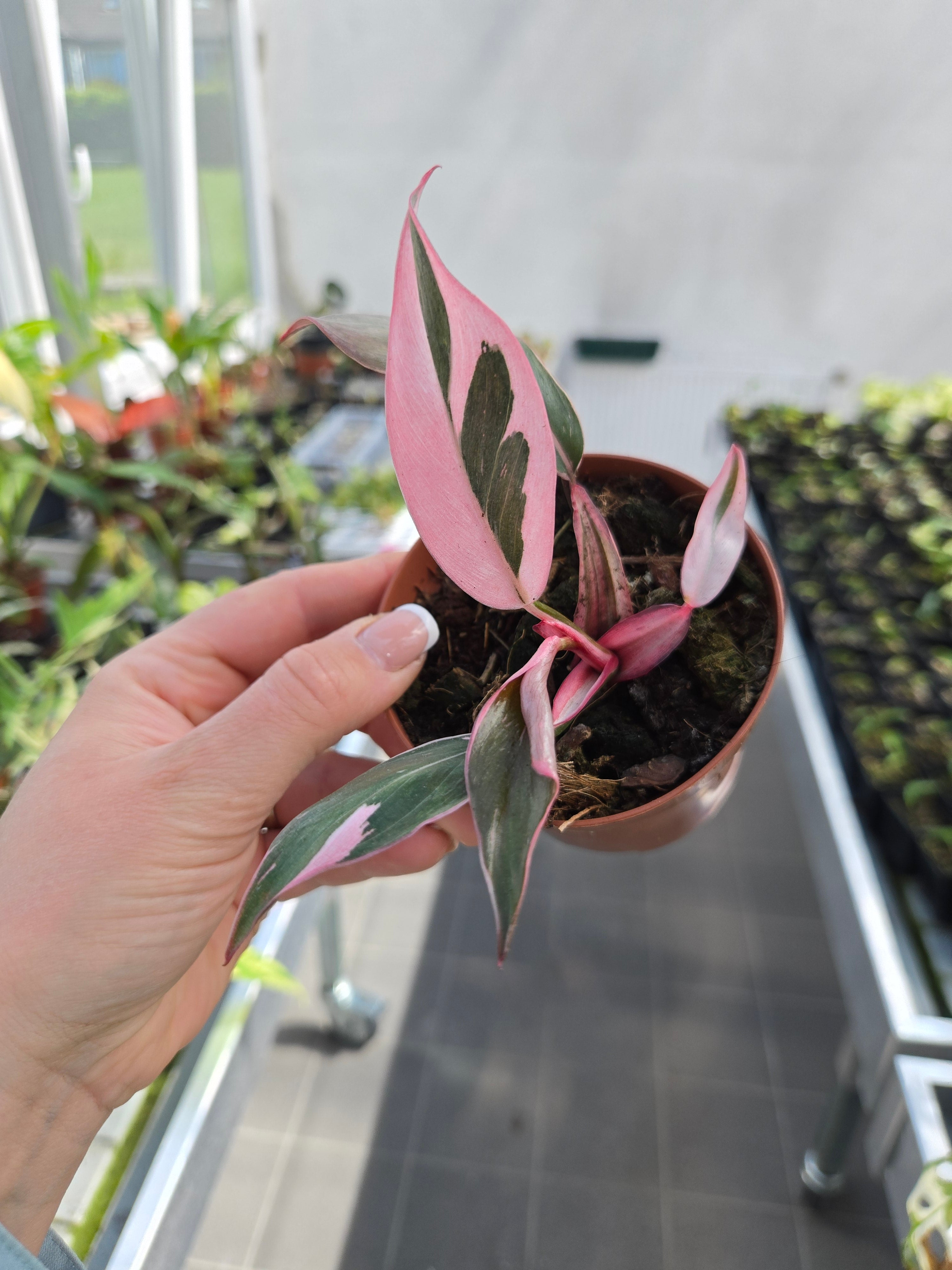 Philodendron Pink Princess Mutation