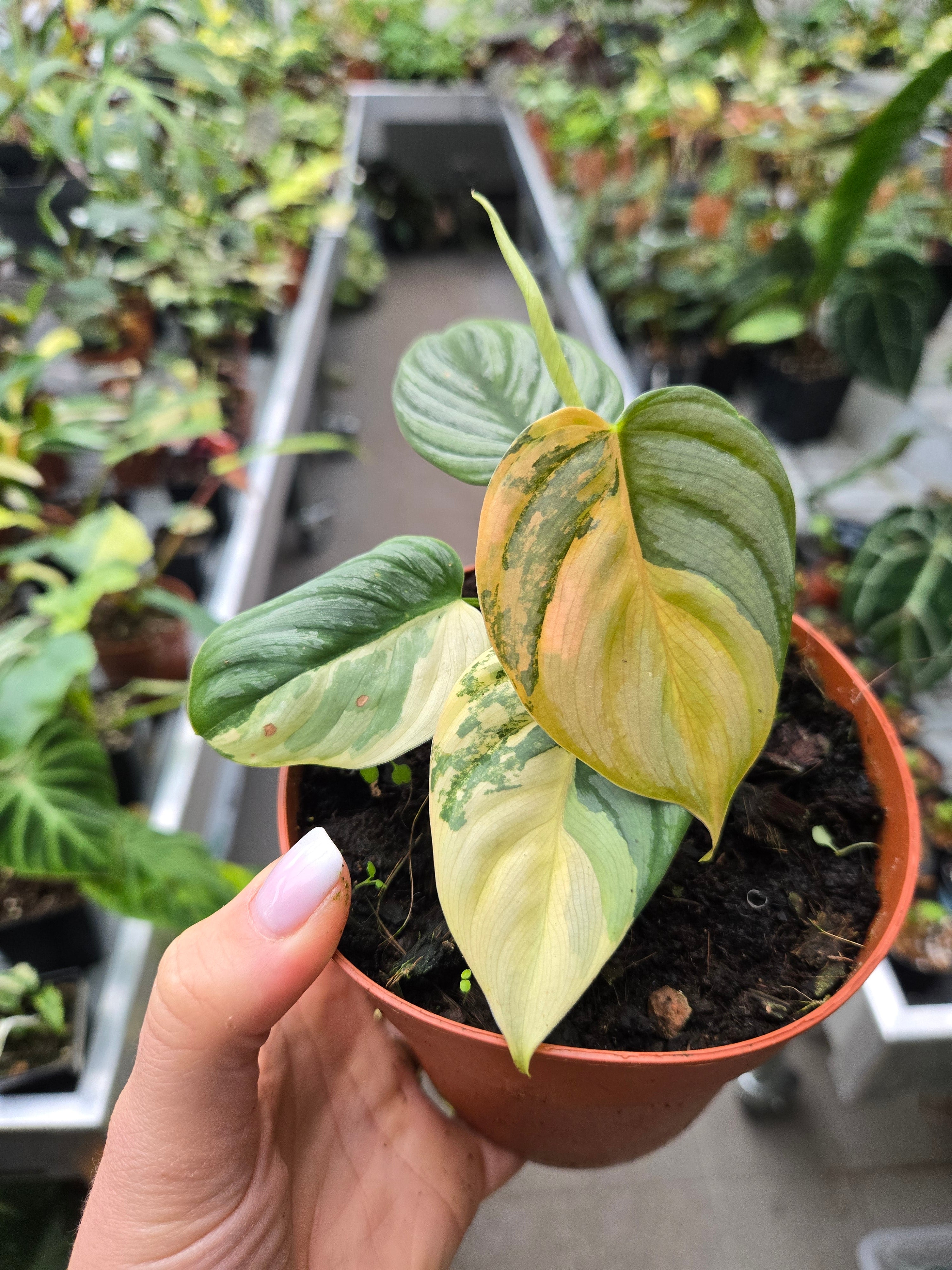 Philodendron Brandtianum Pink- Albo Variegata