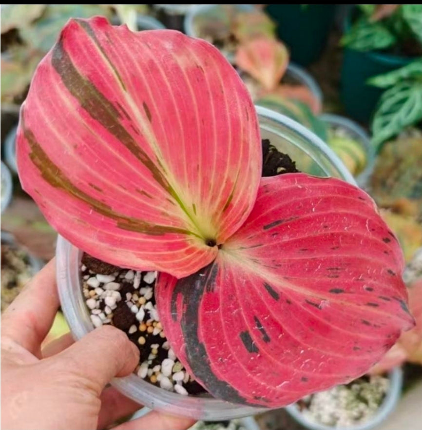 Kaempferia Pulchra Pink Variegated - TC
