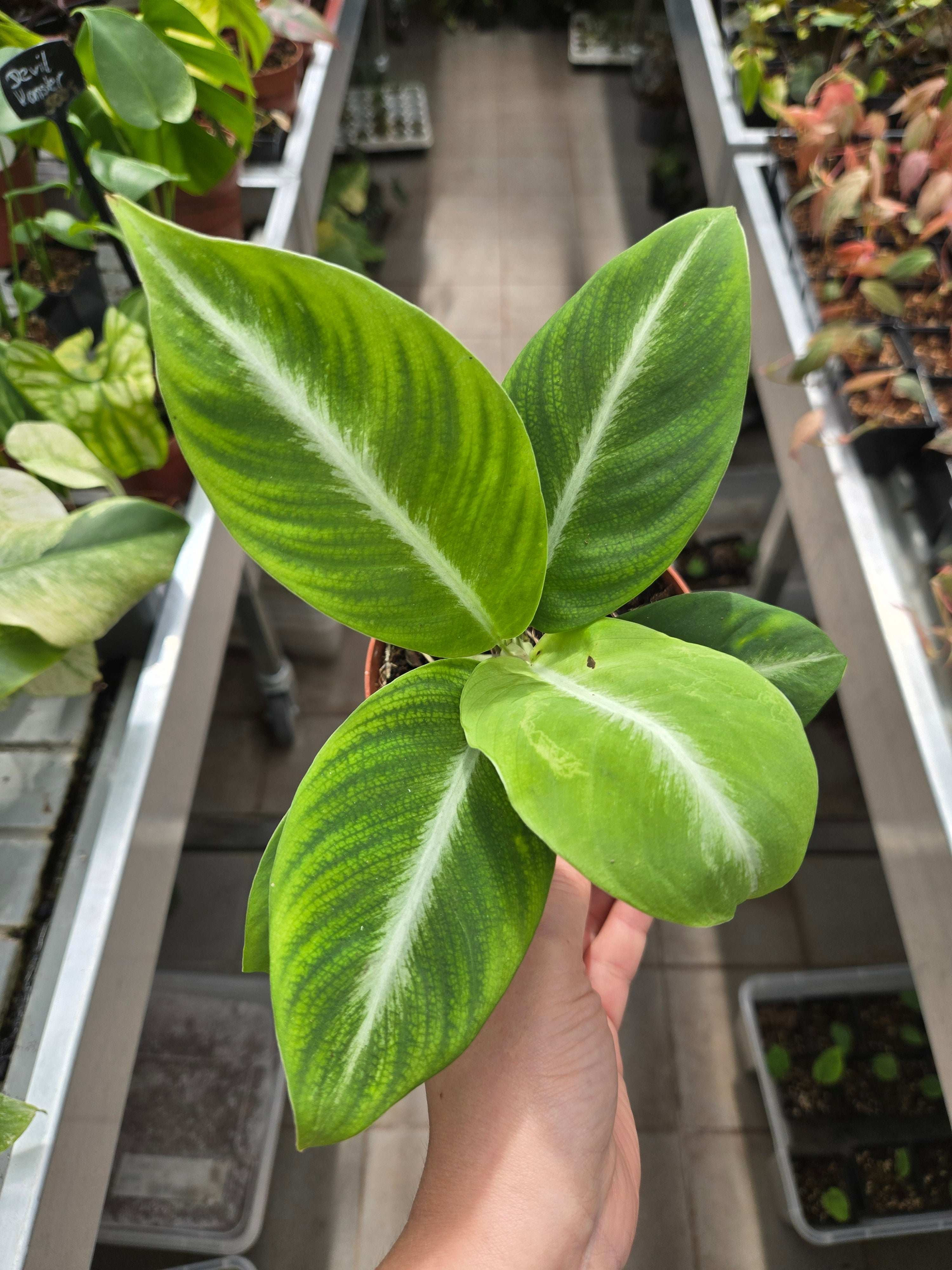 Spathiphyllum silver Stripe