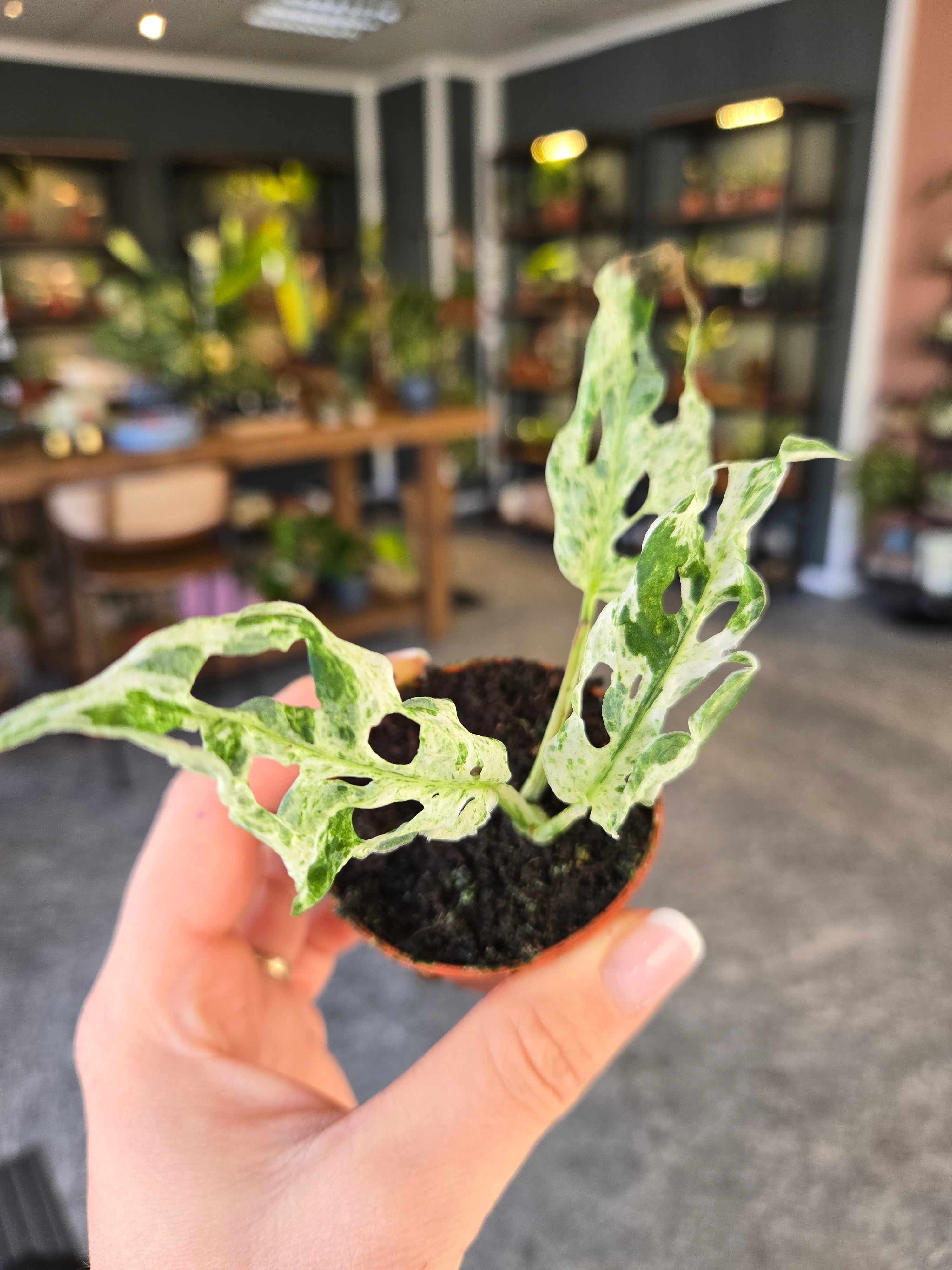 Monstera Frozen Freckles