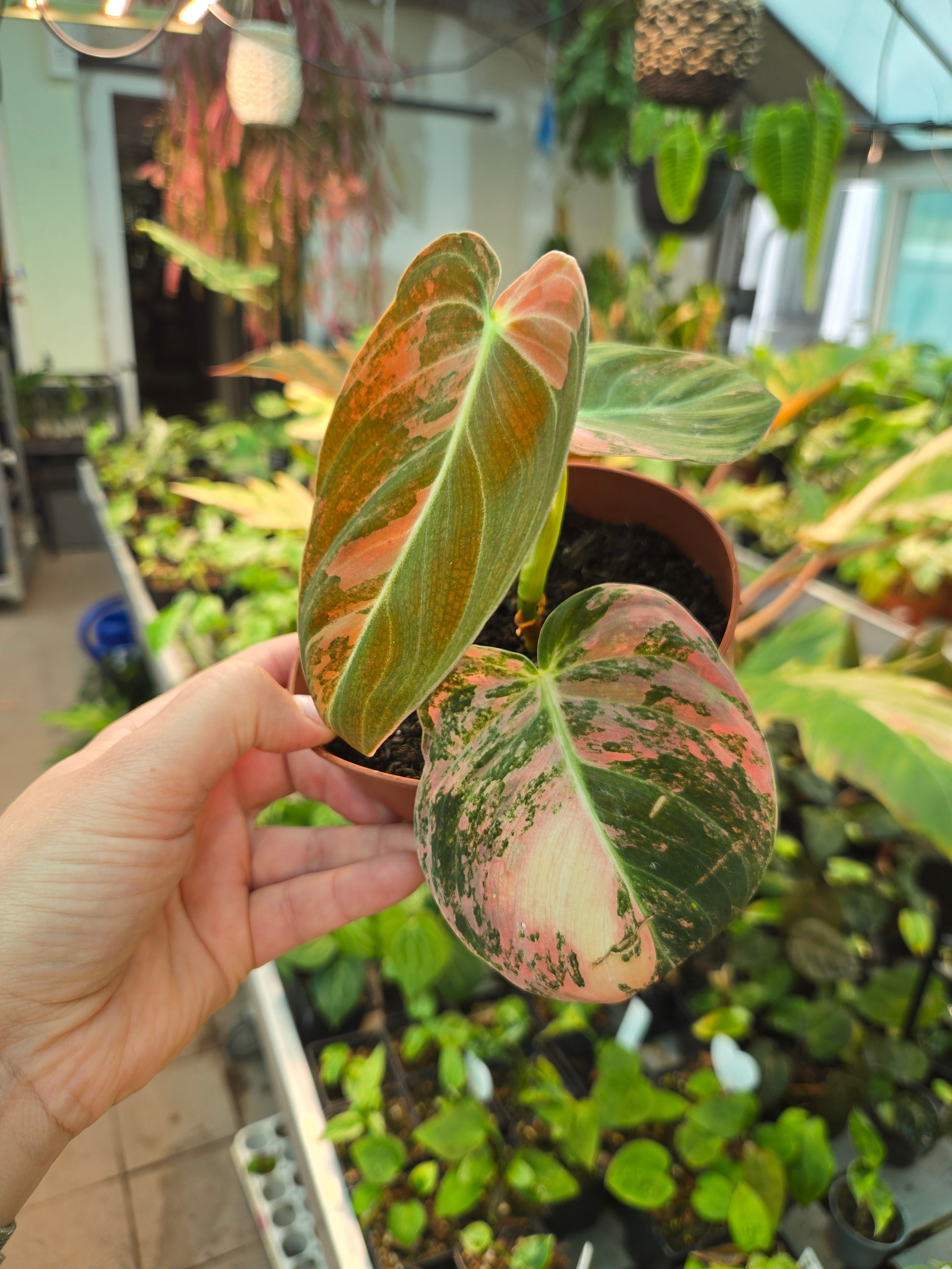 Philodendron Melanochrysum orange pink medium