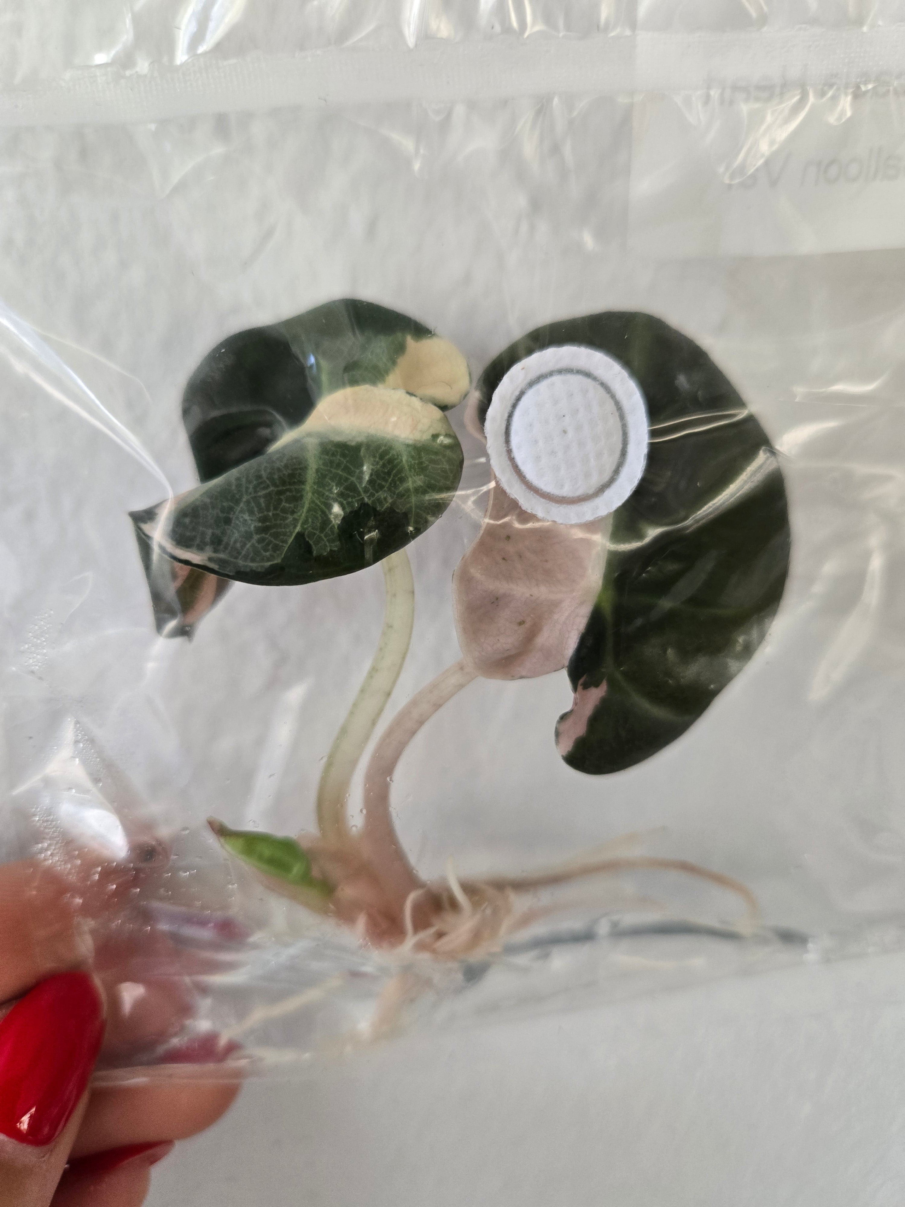Heart Balloon Variegated - TC