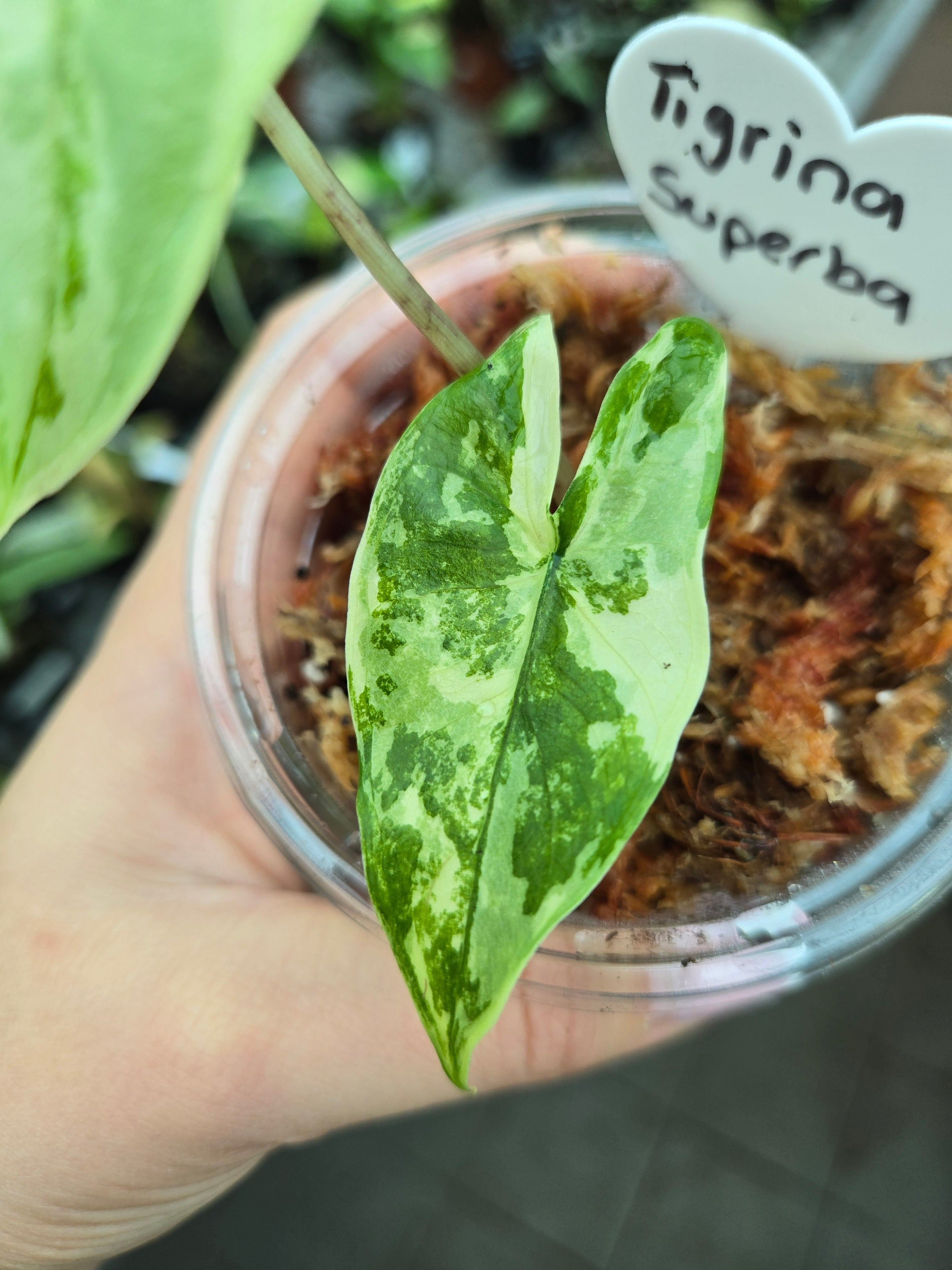 Alocasia Tigrina Superba Albo