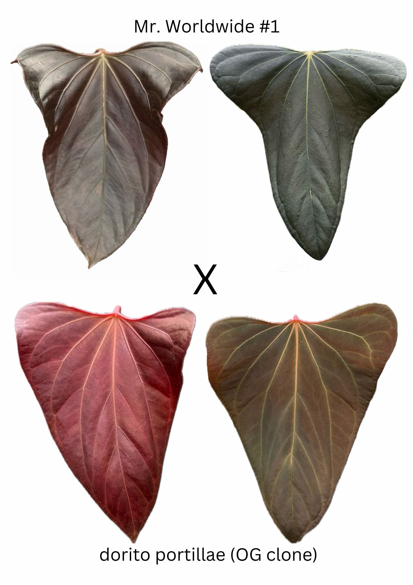 anthurium dorito Anthurium Mr. Worldwide #1 x Dorito Portillae (OG clone)
