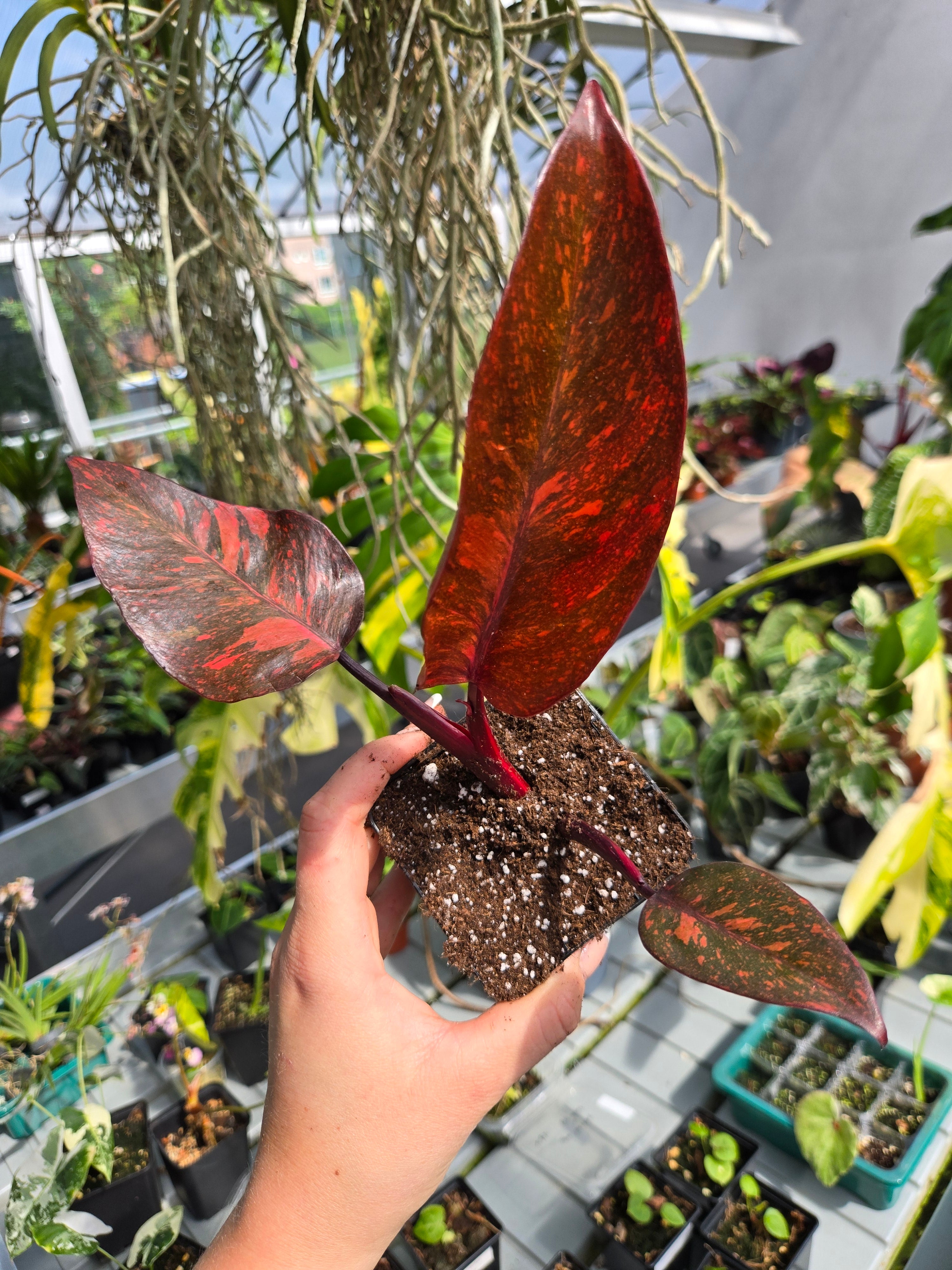 Philodendron Orange Princess Galaxy