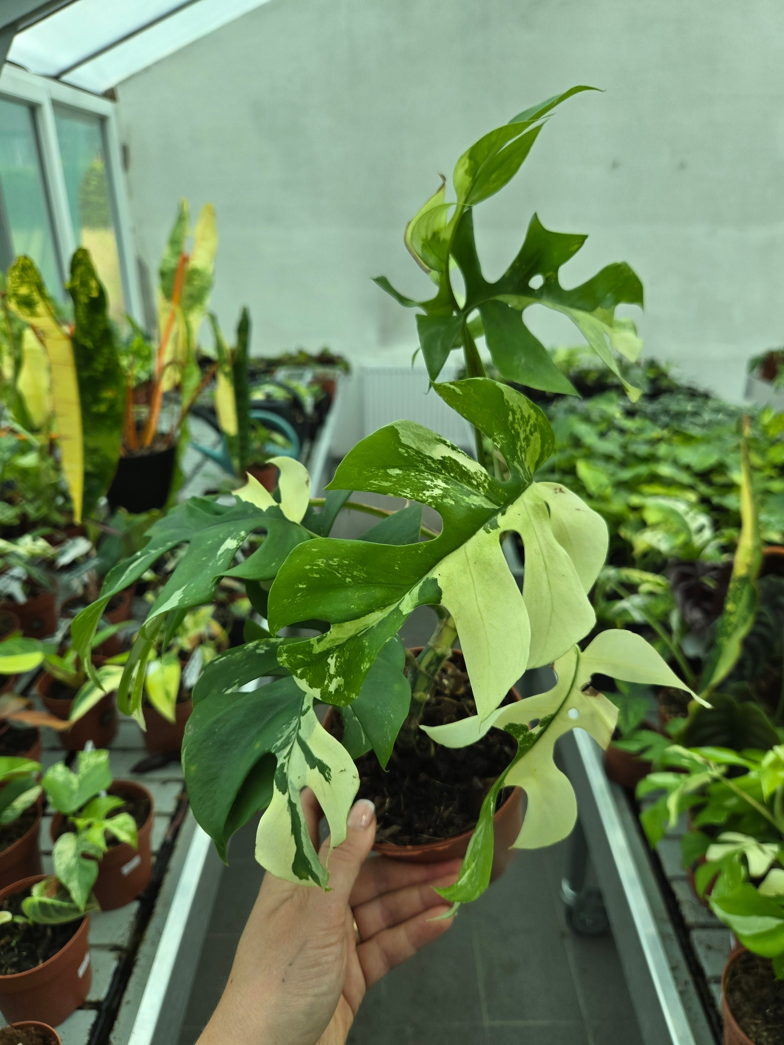 Rhaphidophora Testrasperma Albo