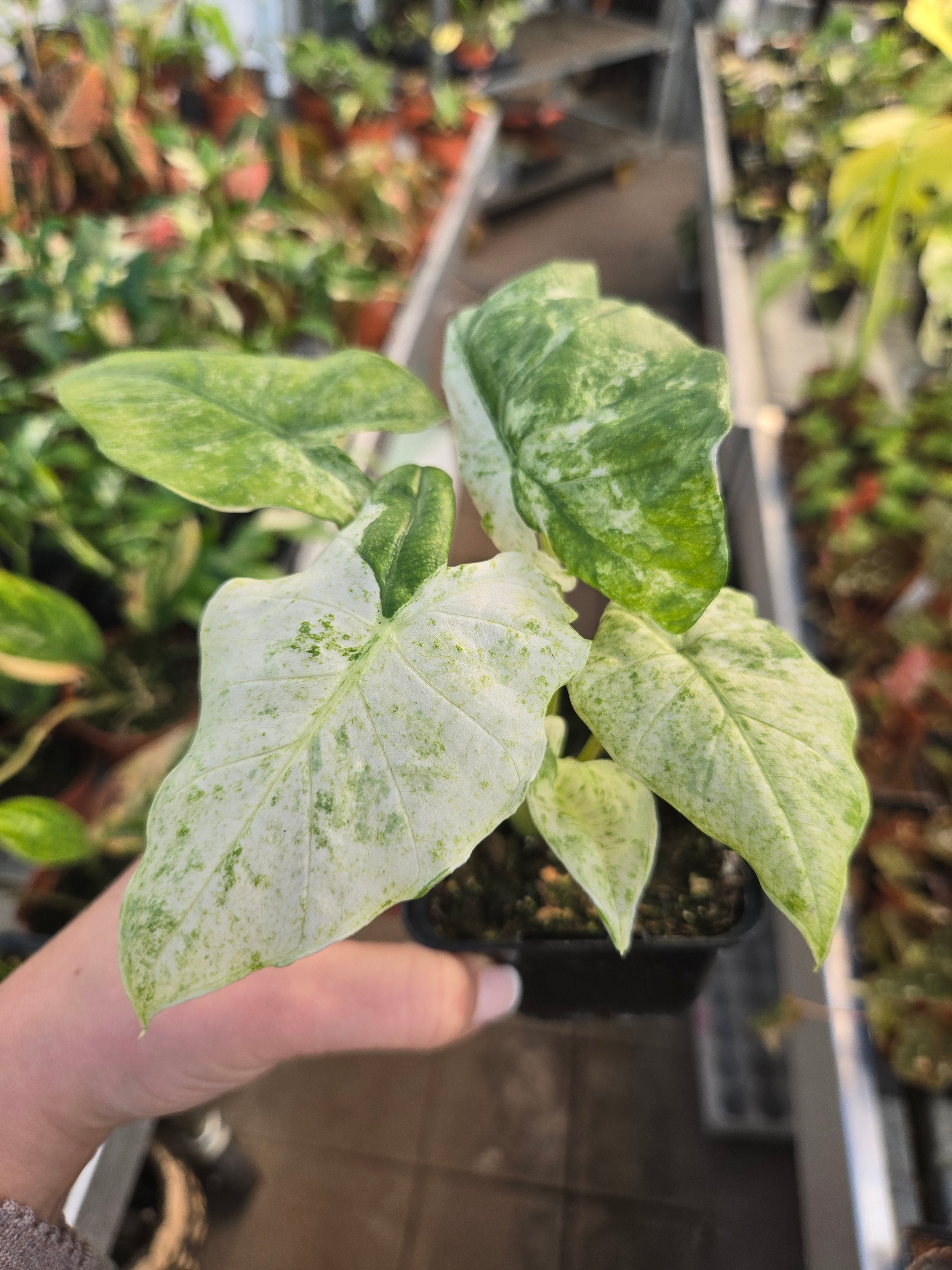 Alocasia Odora Bartic