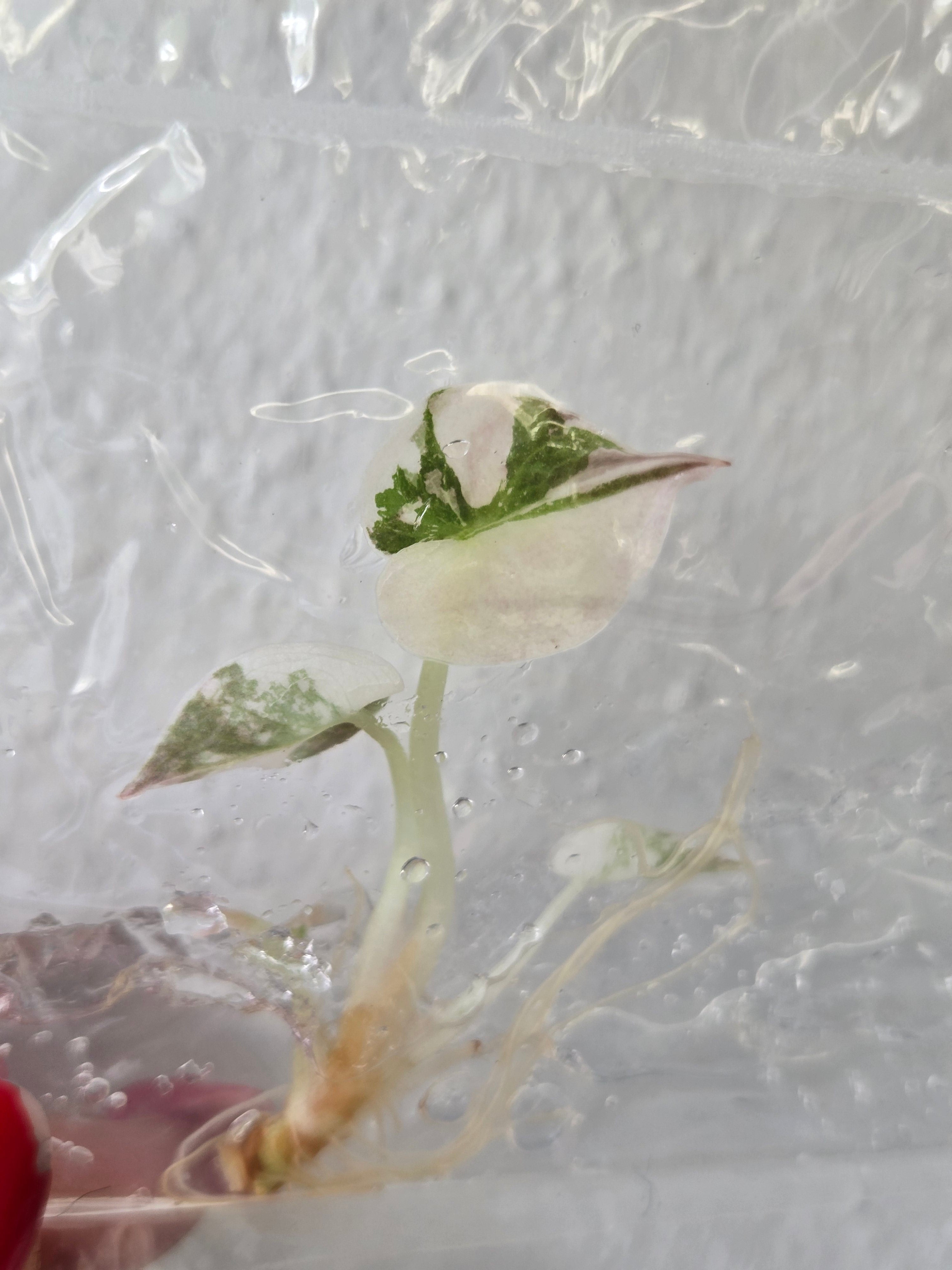 Alocasia Cuprea Pink Variegata - TC- Tissue Culture