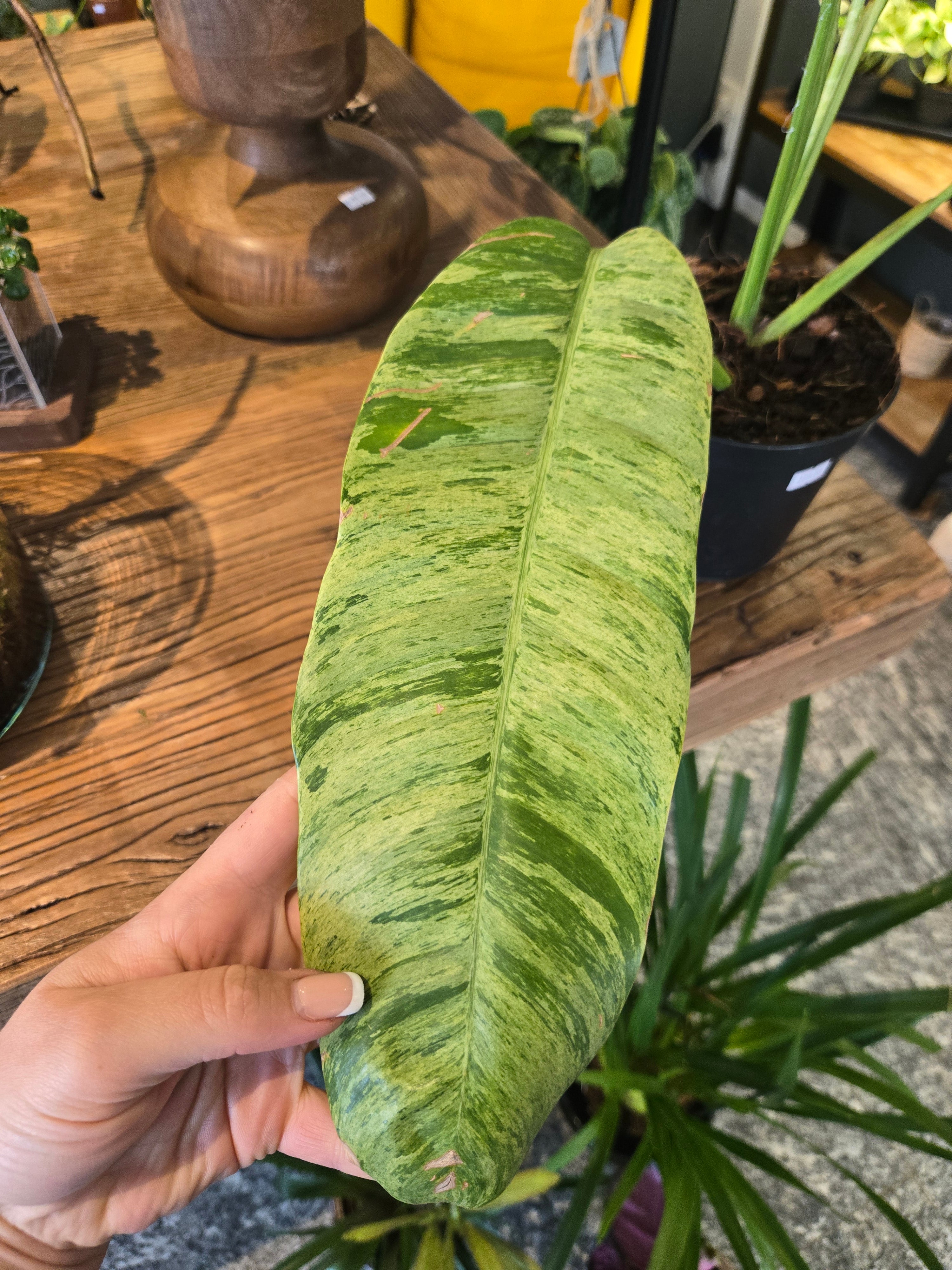 Epipremnum Giganteum Variegata