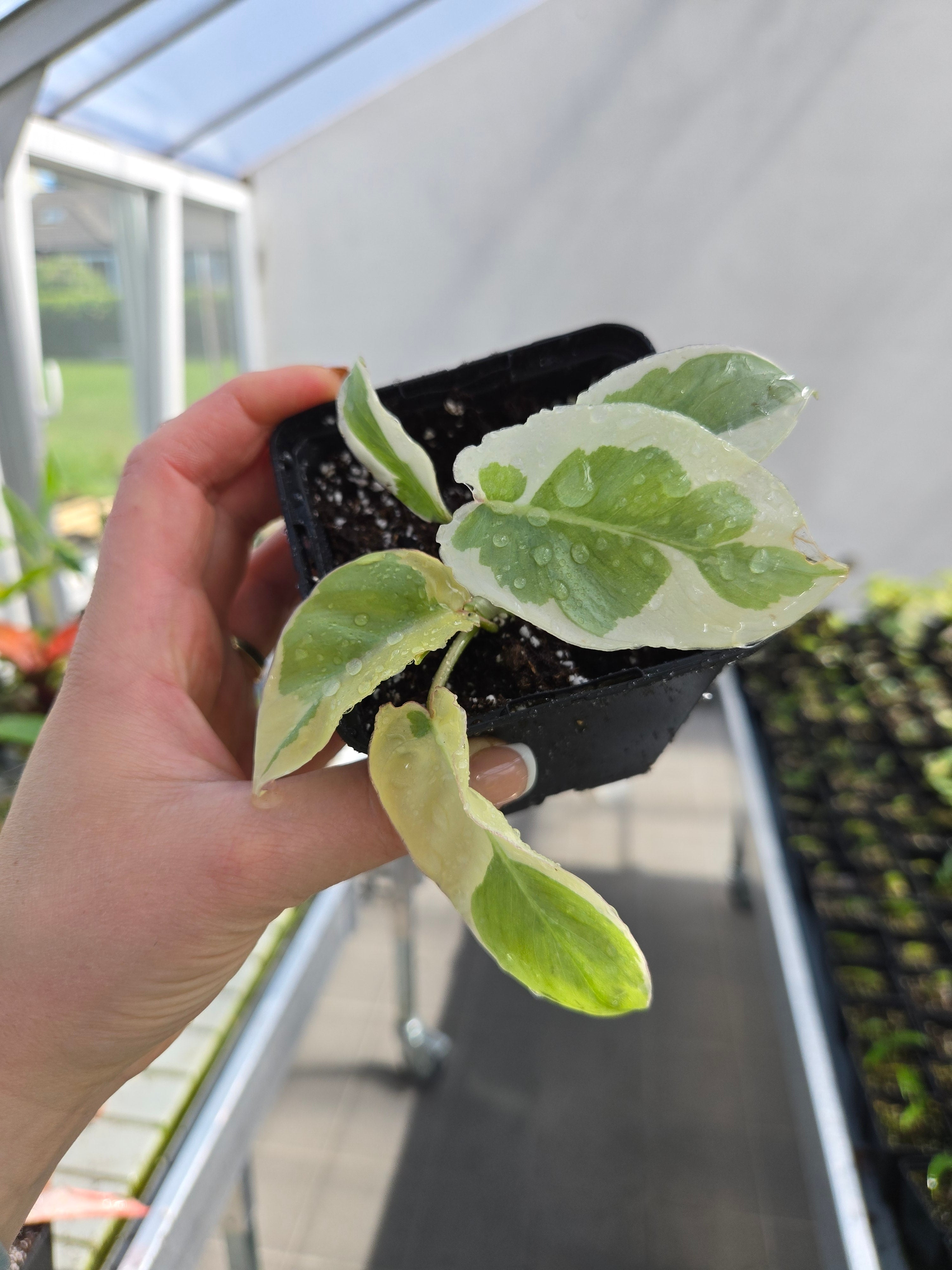 Philodendron Burlemarx Lava Variegata