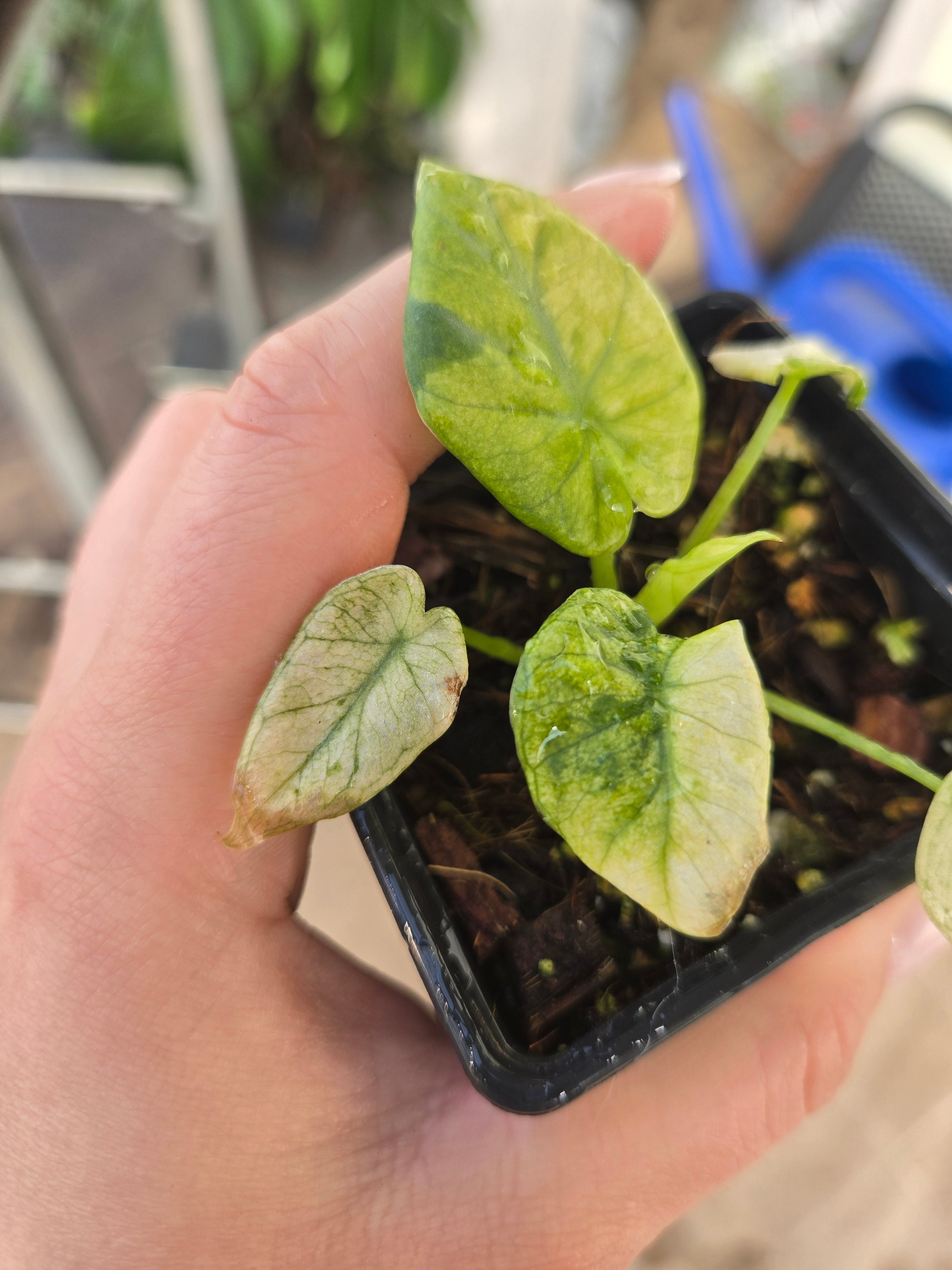 Alocasia Regale Shield Aurea