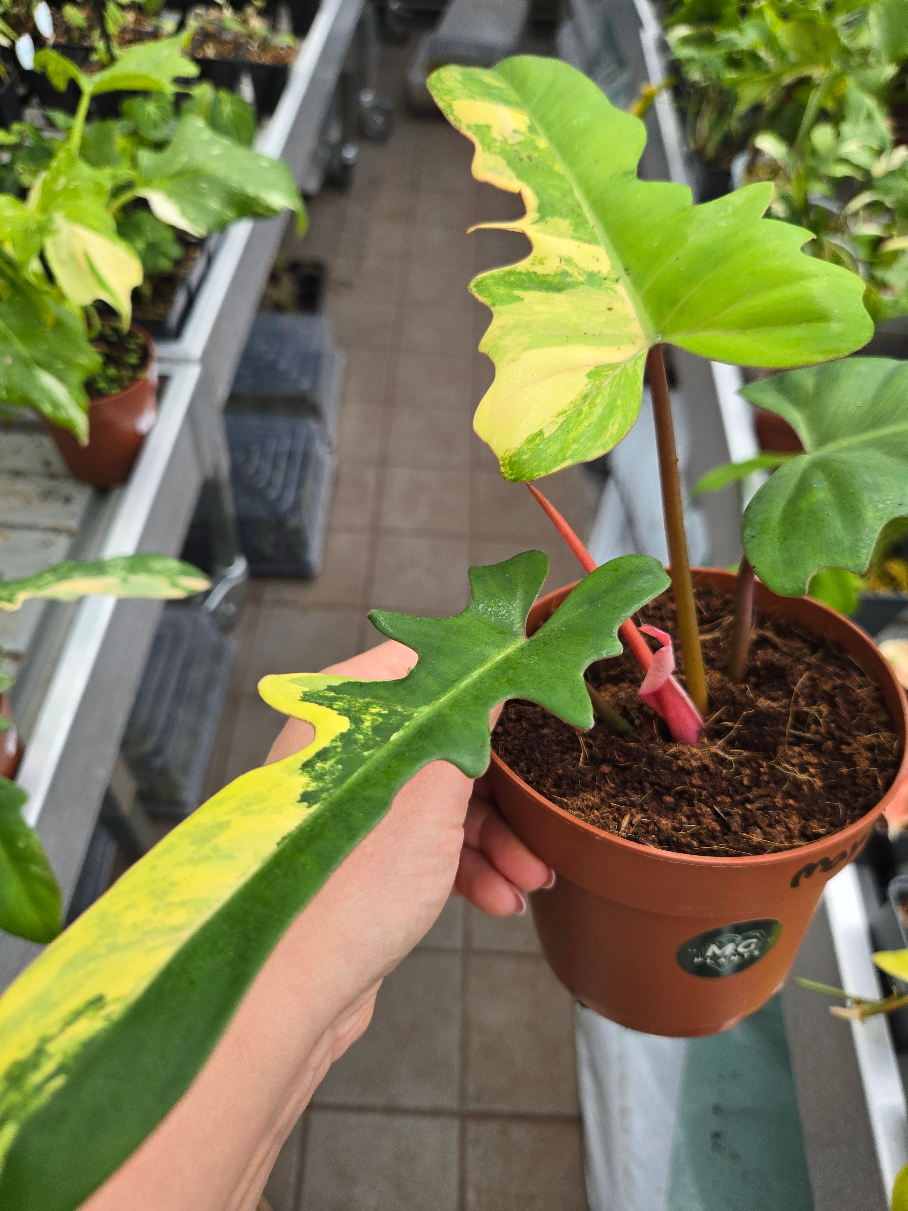 Philodendron Mayoi x Florida Beauty