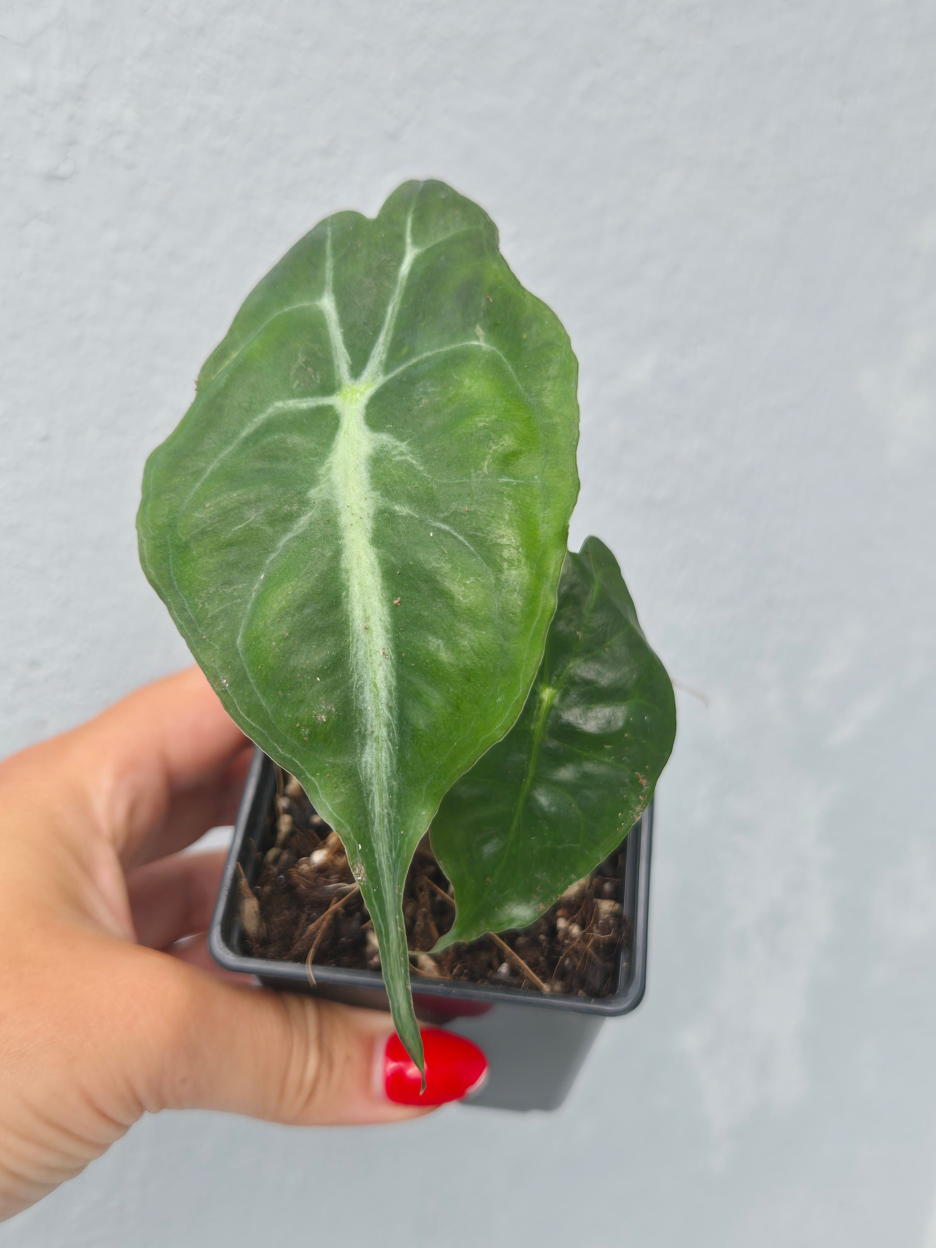 Alocasia Venom