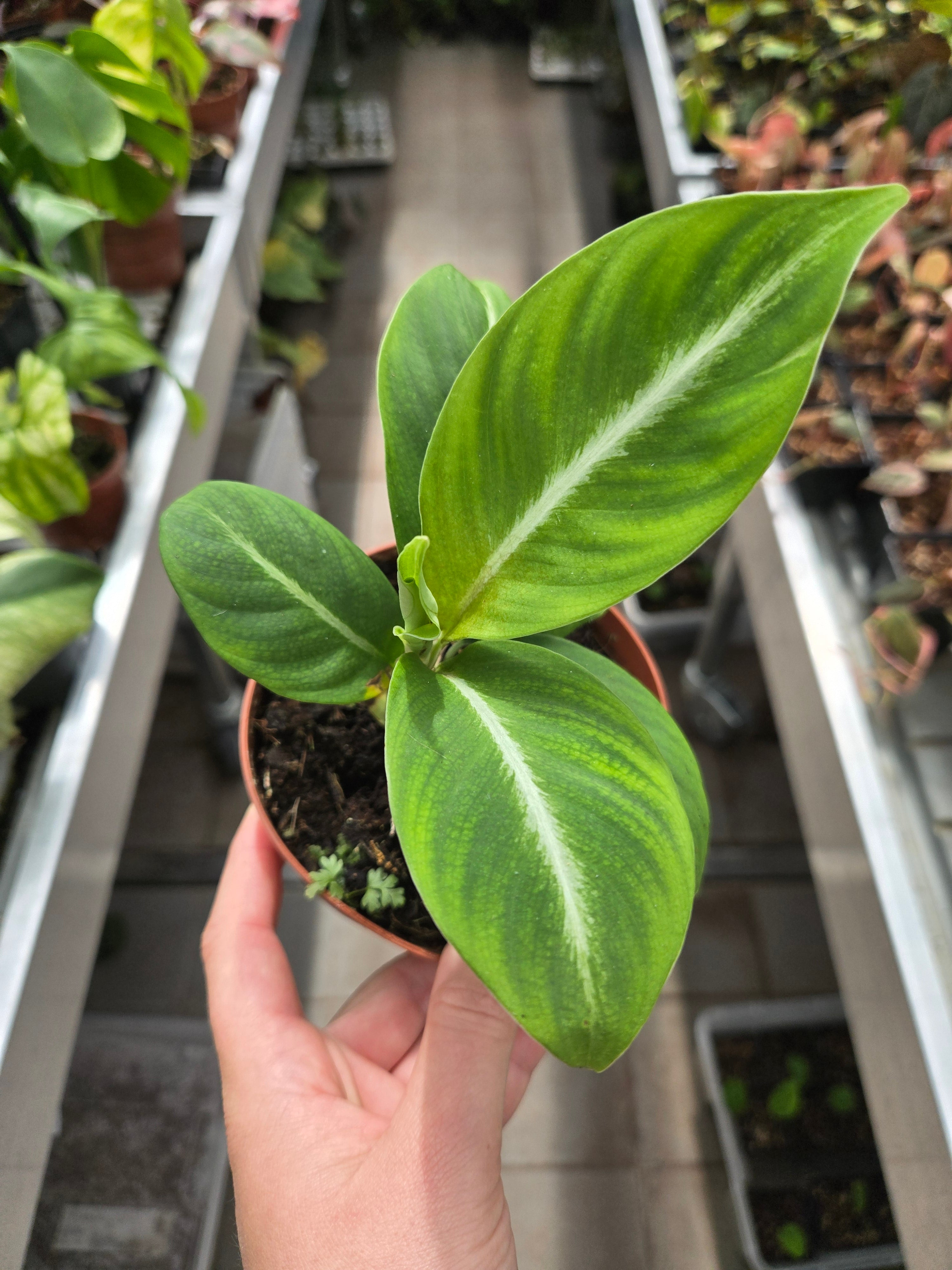 Spathiphyllum silver Stripe