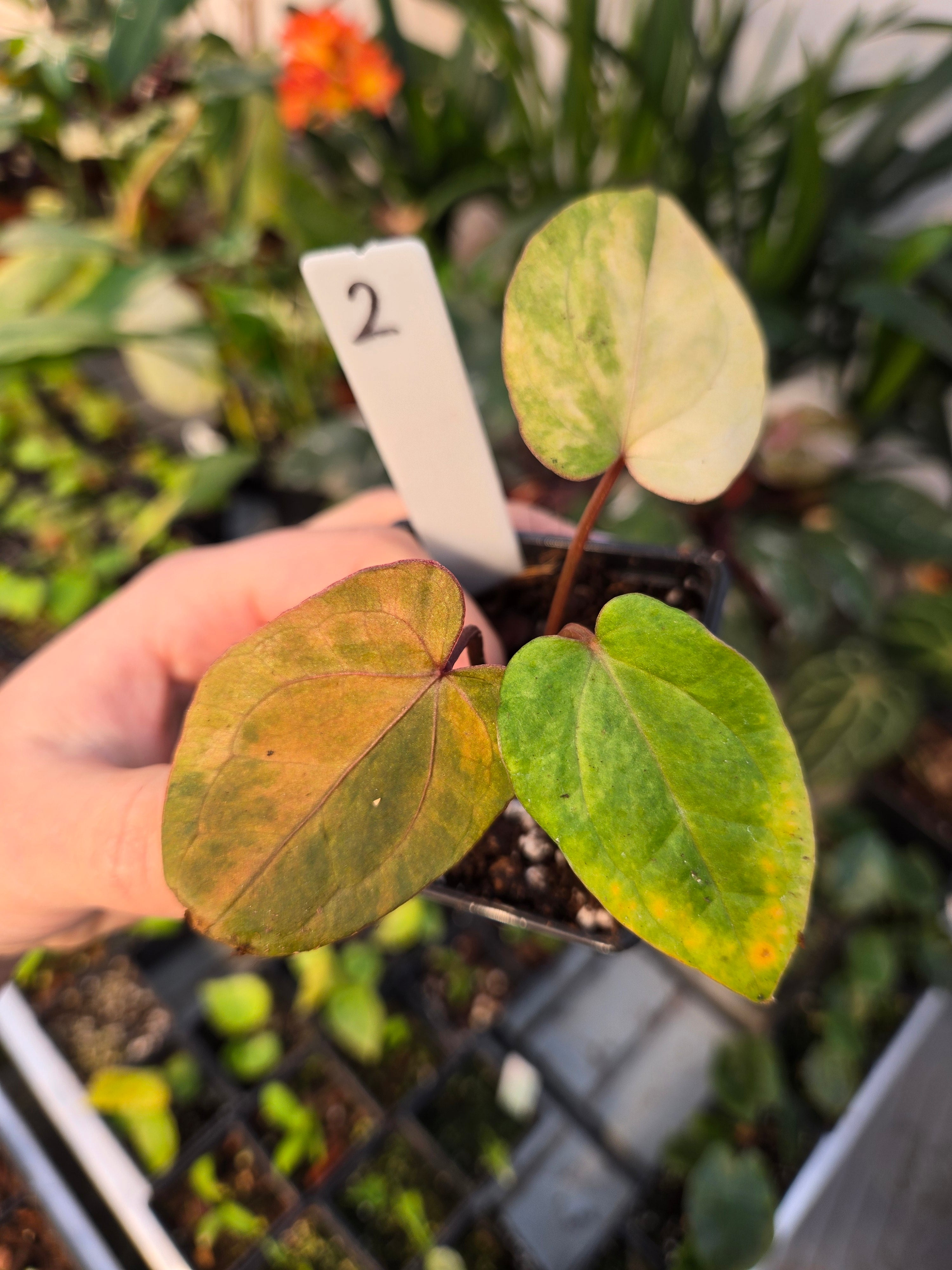 Anthurium Red Vein Dark Phönix Variegata RVDP