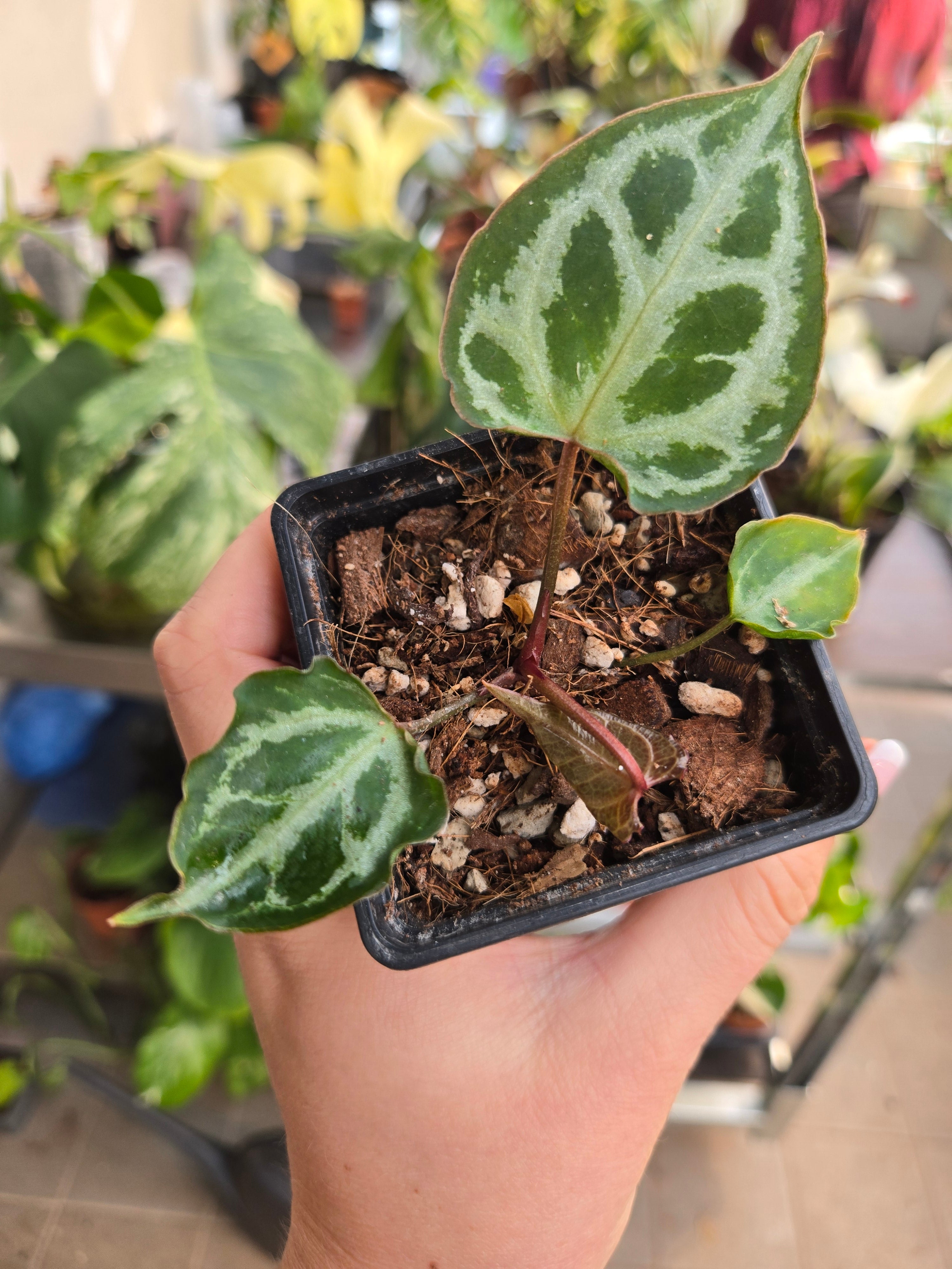 Anthurium Muchlis x Red Crystallinum